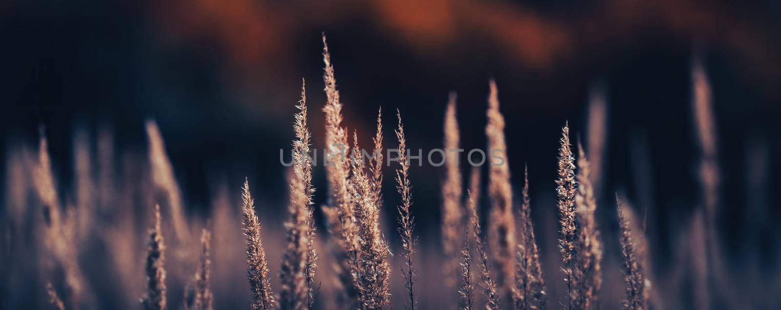 Autumn landscape. Field with dry autumn grass. Pampas grass outdoor in dramatic vintage colors