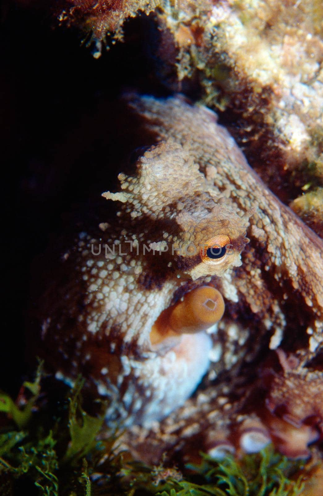 Closeup of an octopus with his eye watching the camera