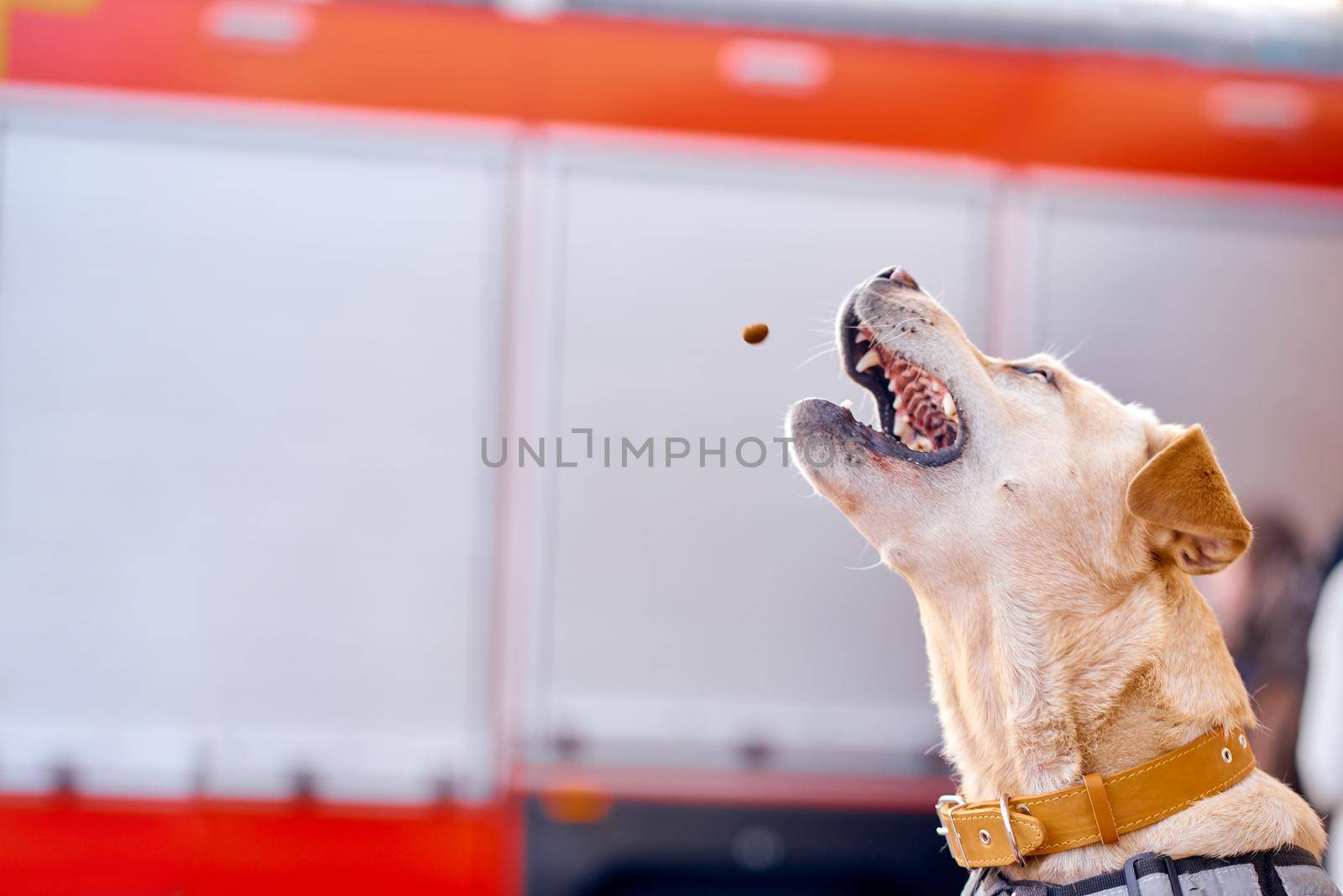 Labrador catches food in flight in the air for frozen moment. High quality photo