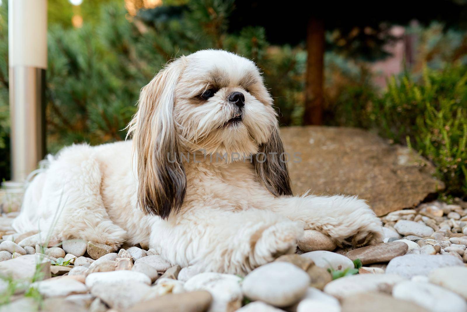 Shih tzu dog in garden with flowers on white rocks . High quality photo