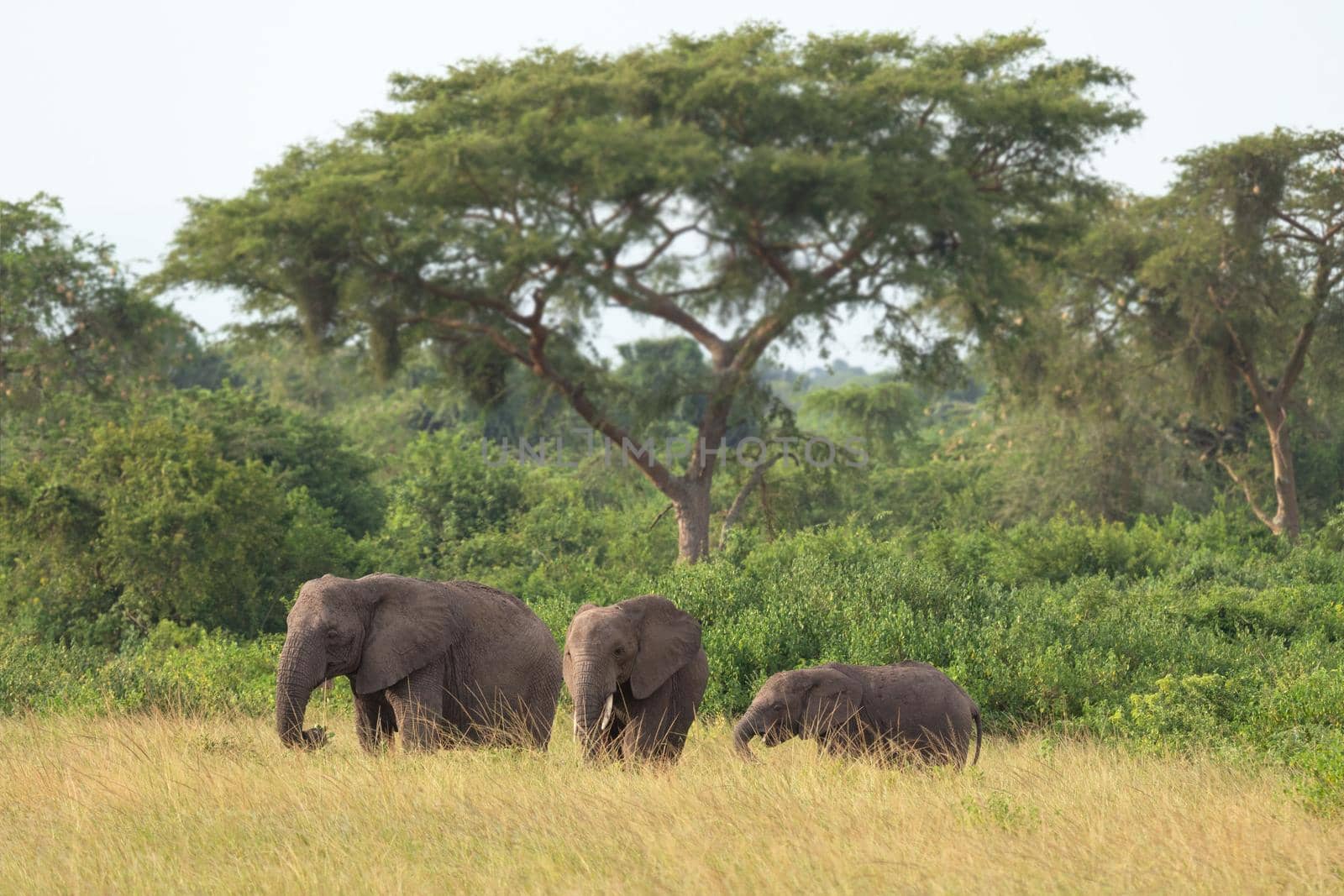 African elephant, Loxodonta africana by alfotokunst