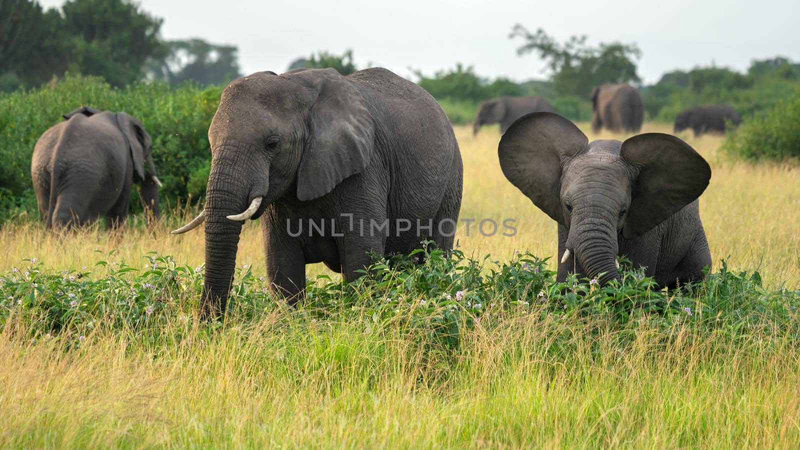 African elephant, Loxodonta africana by alfotokunst