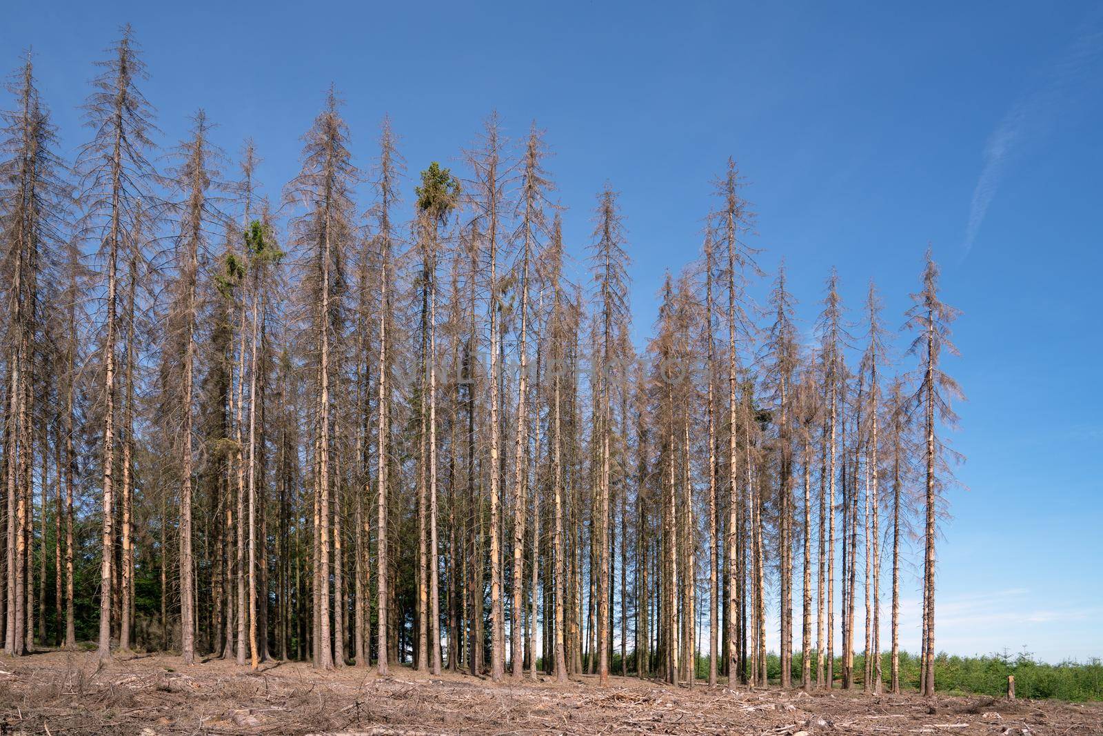 Panoramic image of dead forest, forest dieback in North Rhine Westphalia, Germany 