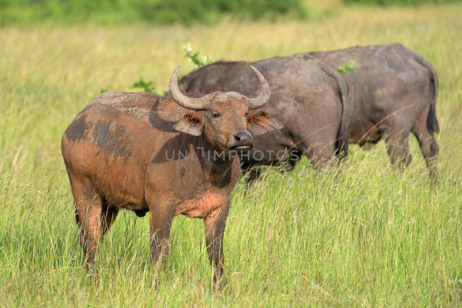 African buffalo (Syncerus caffer), Queen Elizabeth National Park, Uganda