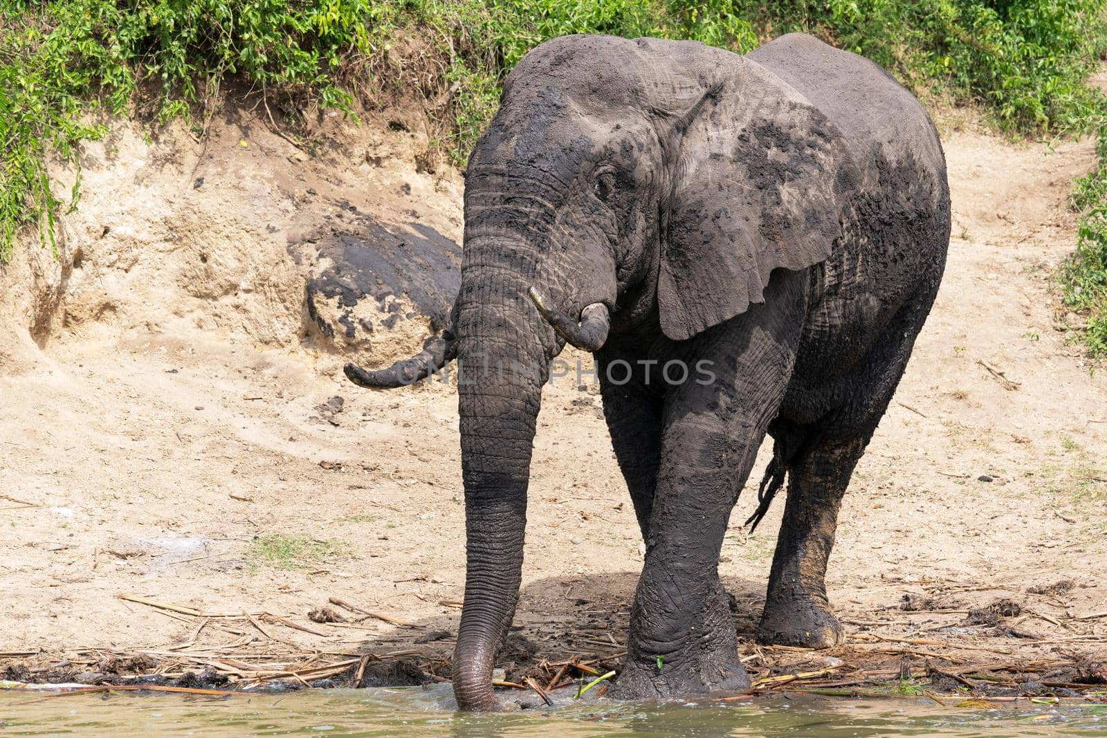 African elephant (Loxodonta africana), Kazinga Channel, Uganda
