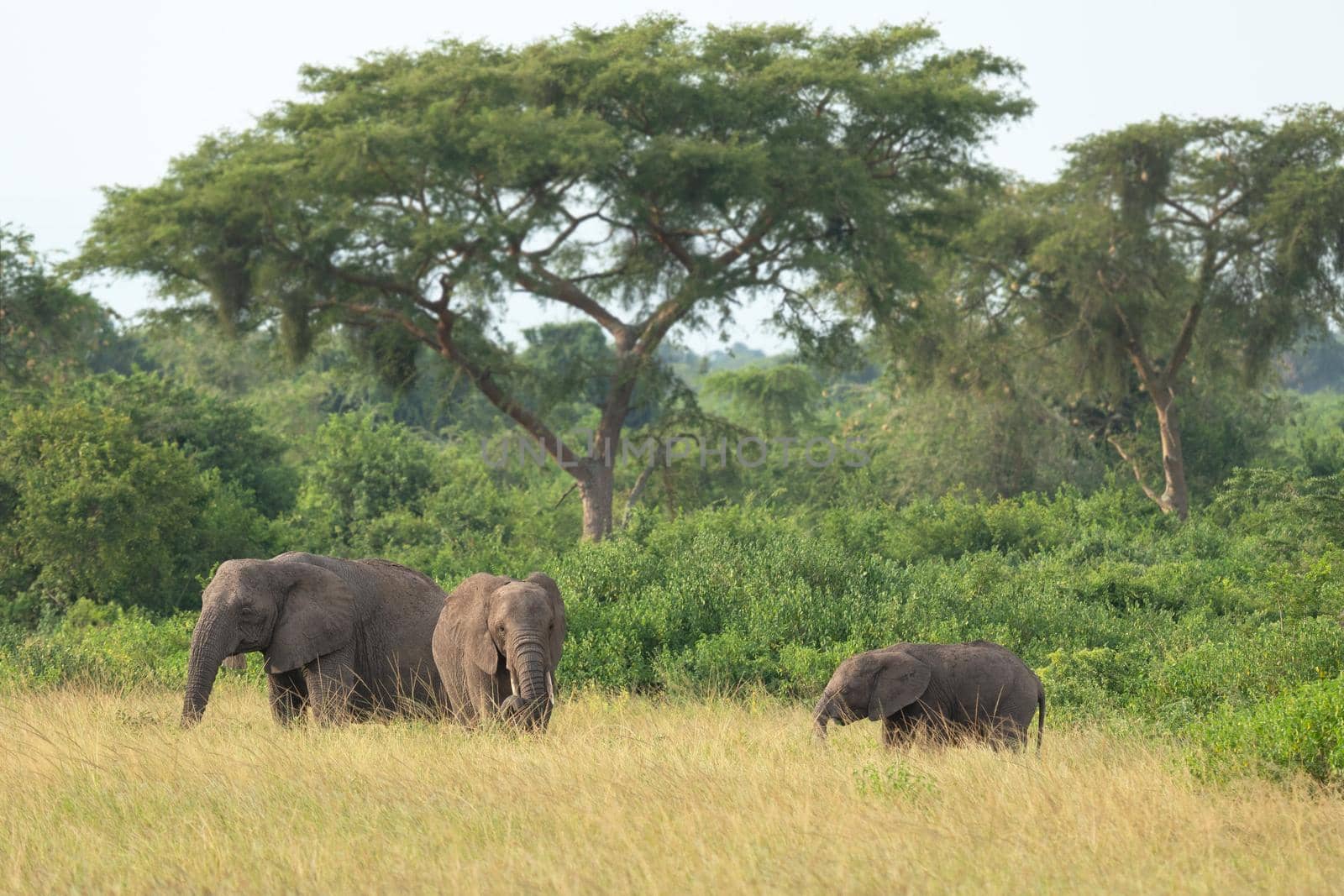 African elephant, Loxodonta africana by alfotokunst