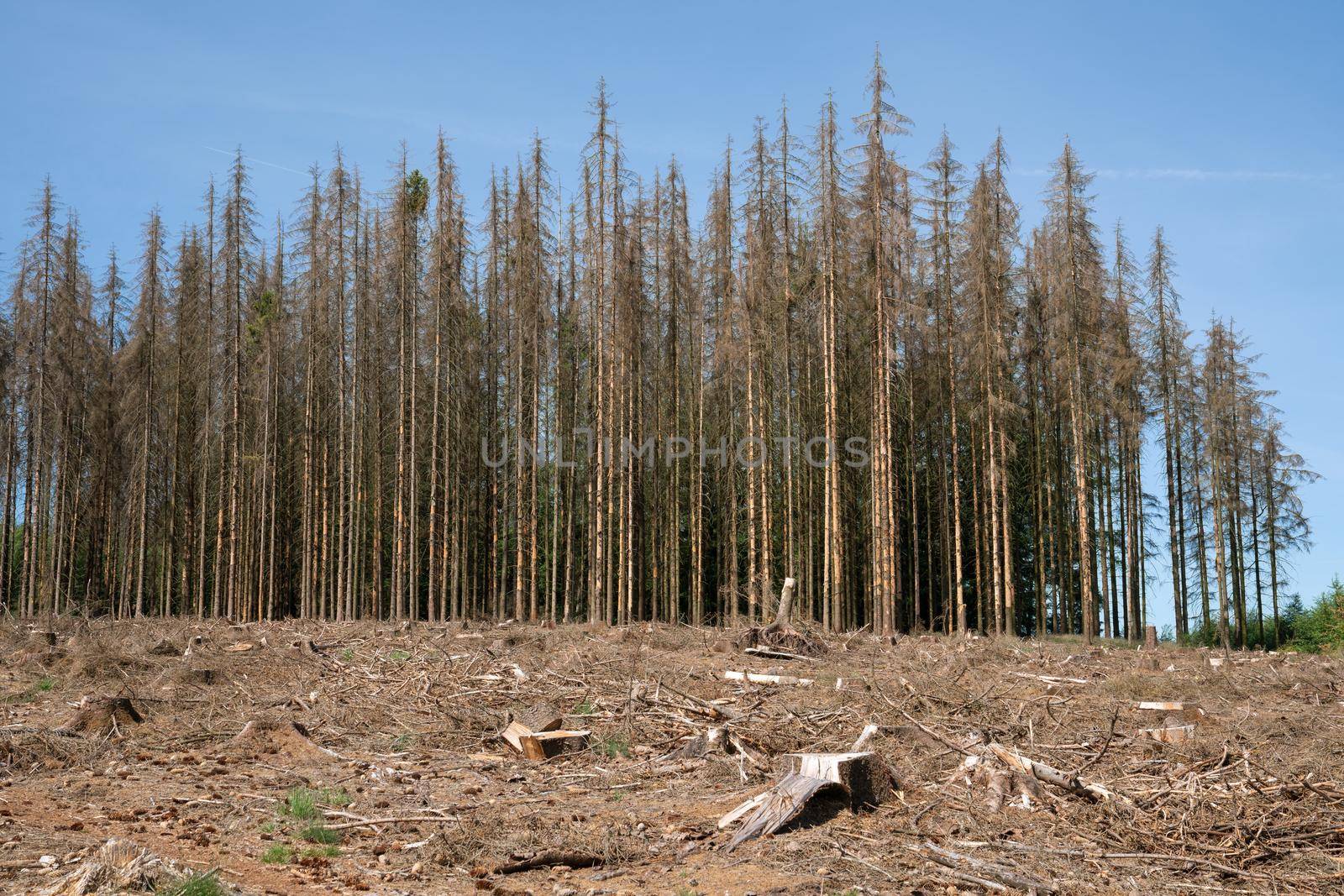 Panoramic image of dead forest, forest dieback in North Rhine Westphalia, Germany 