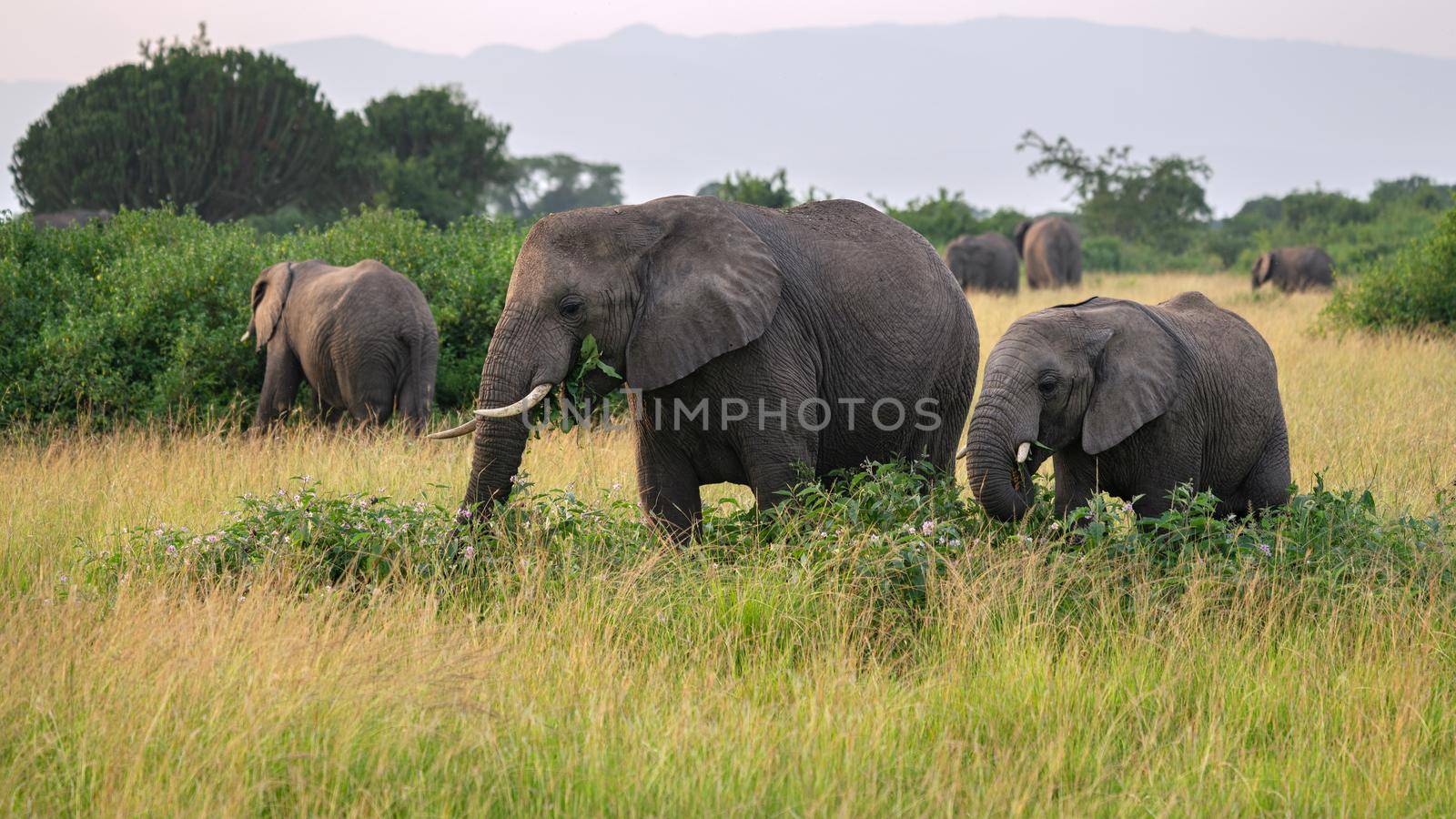 African elephant (Loxodonta africana), Queen Elizabeth National Park, Uganda