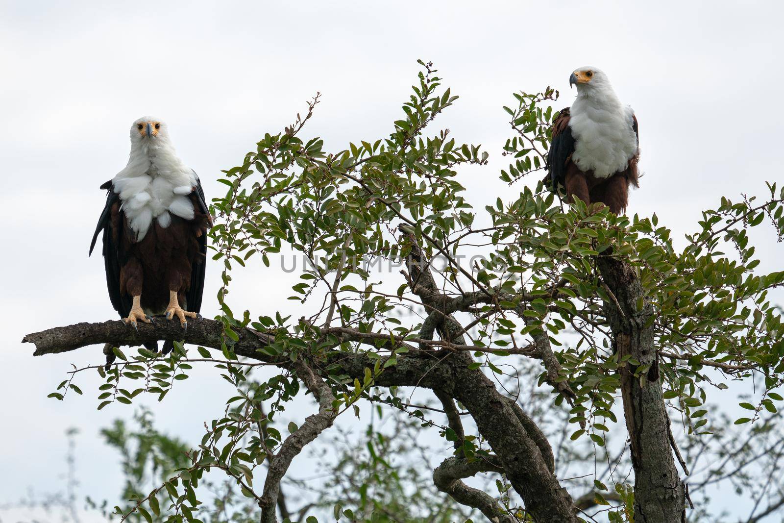 Close up image of African fish eagle (Haliaeetus vocifer), Kazinga Channel, Uganda