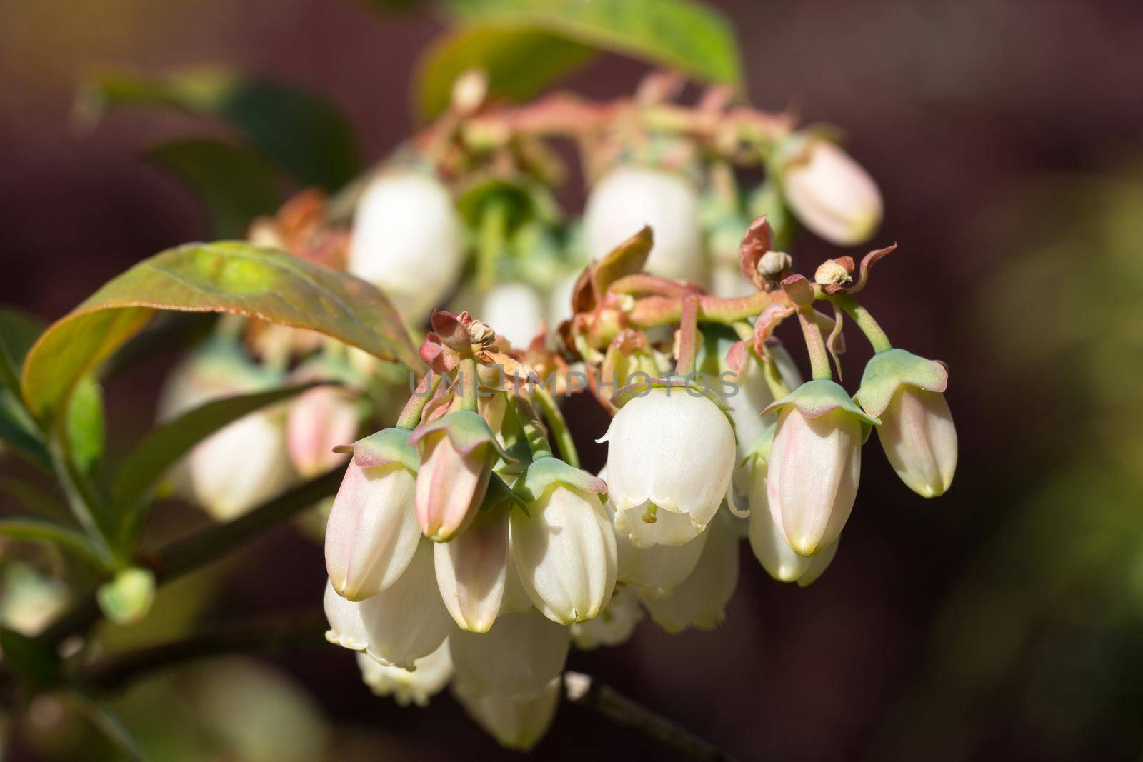 Blossom of Blueberry (Vaccinium myrtillus)