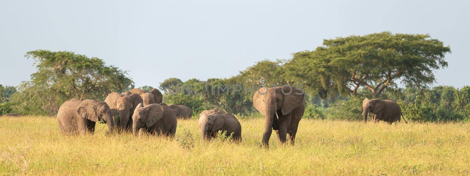 African elephant, Loxodonta africana by alfotokunst