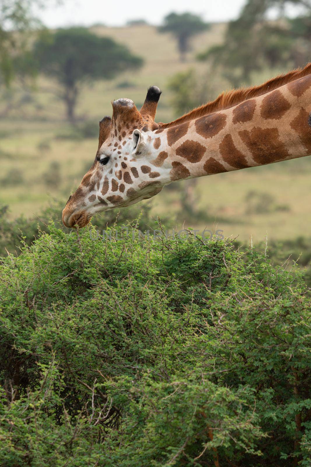 Baringo Giraffe (Giraffa camelopardalis), Murchison Falls National Park, Uganda