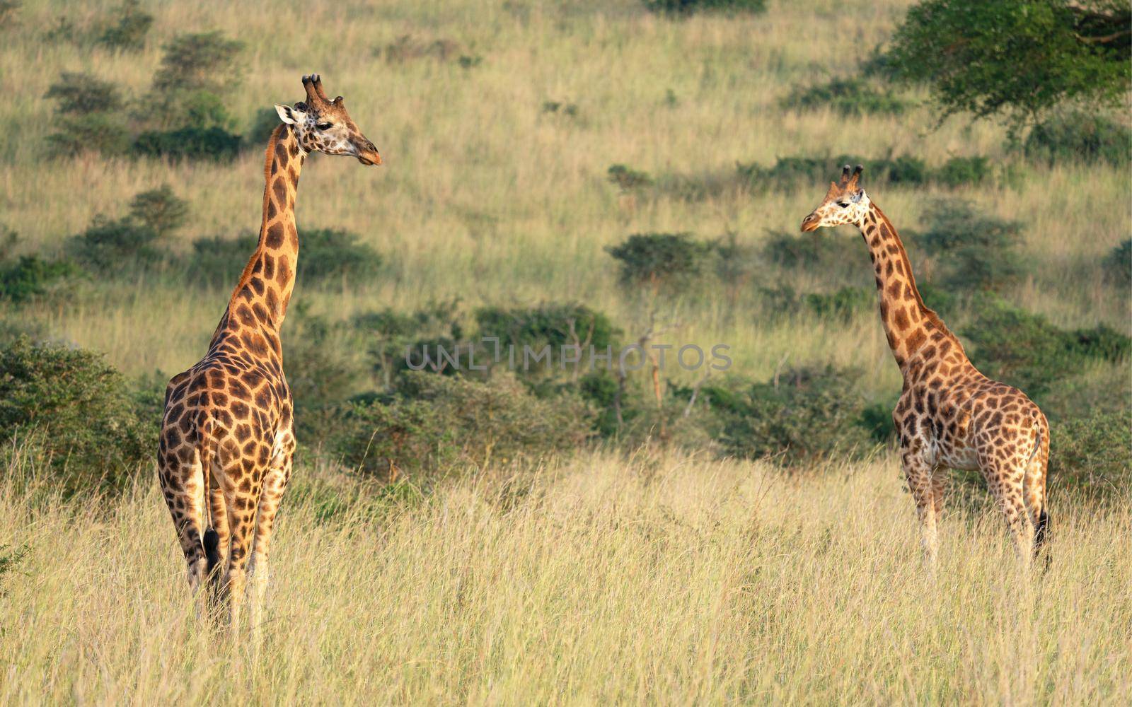 Baringo Giraffe (Giraffa camelopardalis), Murchison Falls National Park, Uganda