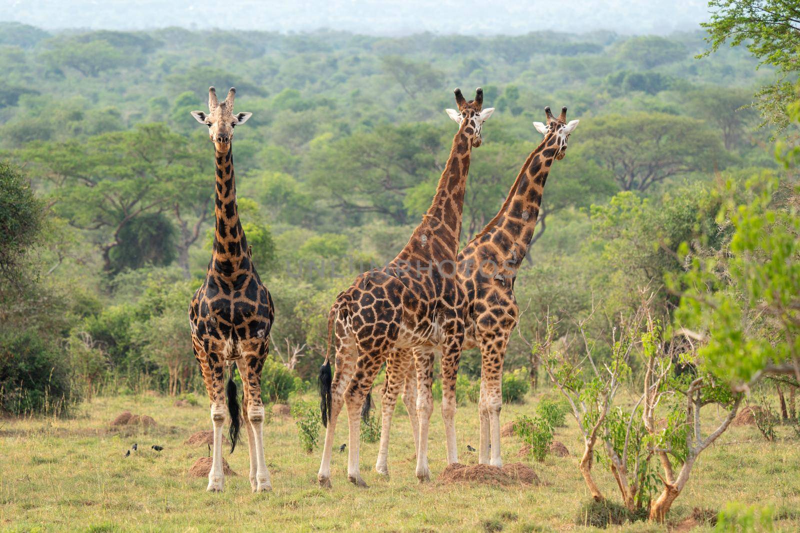 Baringo Giraffe (Giraffa camelopardalis), Murchison Falls National Park, Uganda
