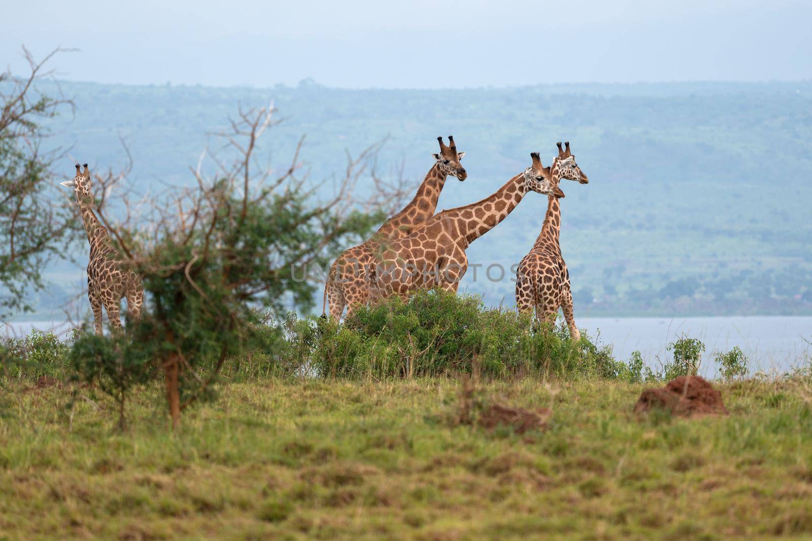Baringo Giraffe (Giraffa camelopardalis), National Parks of Uganda