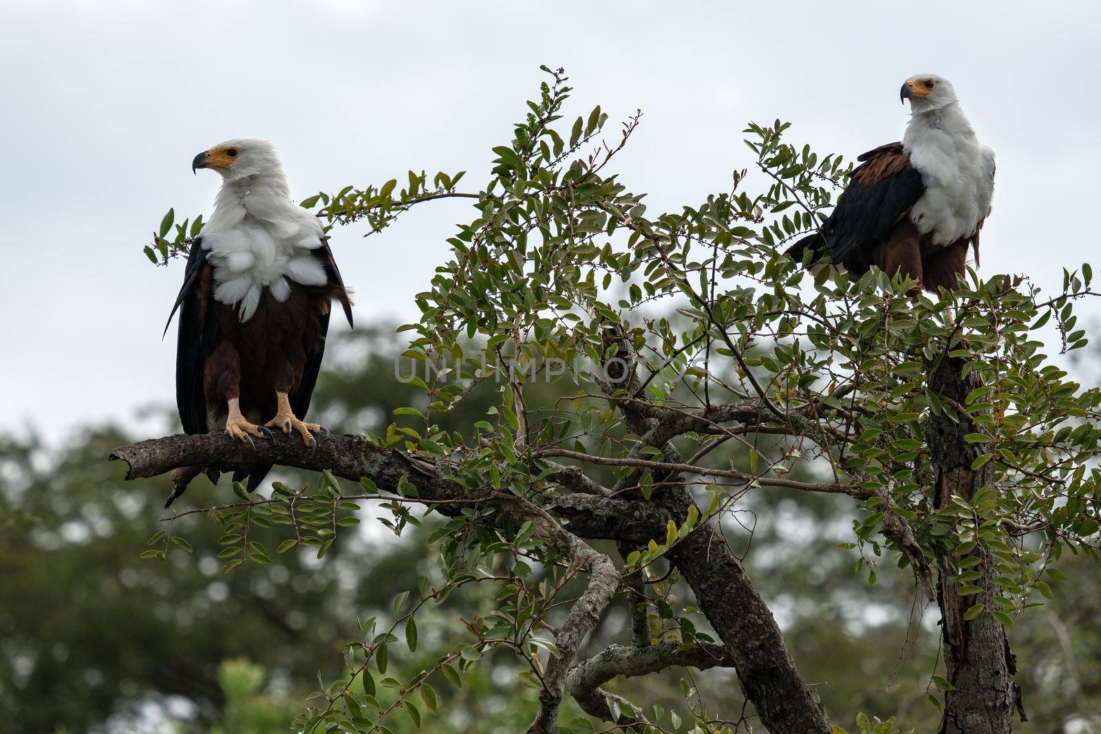 Close up image of African fish eagle (Haliaeetus vocifer), Kazinga Channel, Uganda