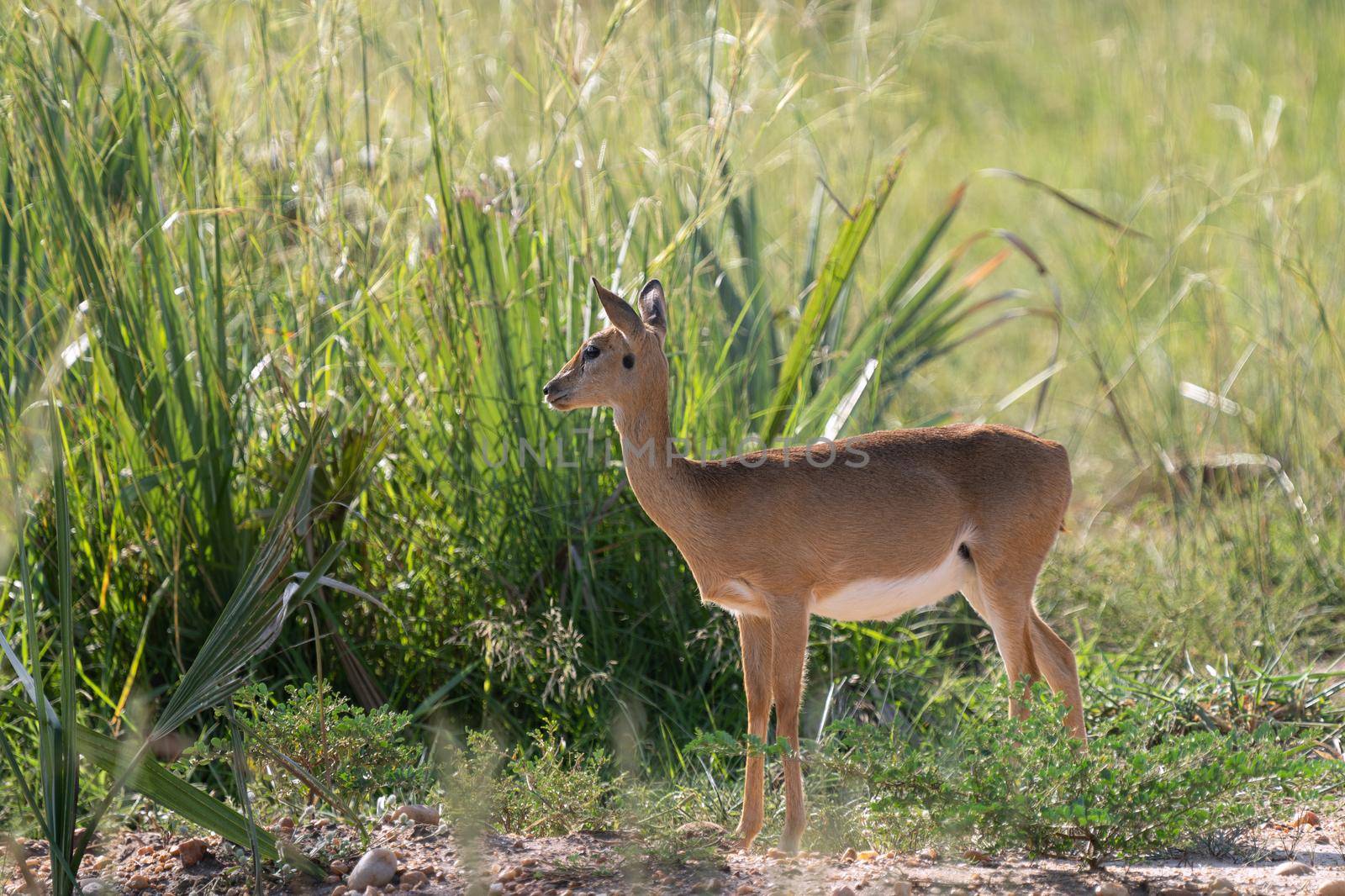 Oribi (Ourebia Ourebi), Murchison Falls National Park, Uganda