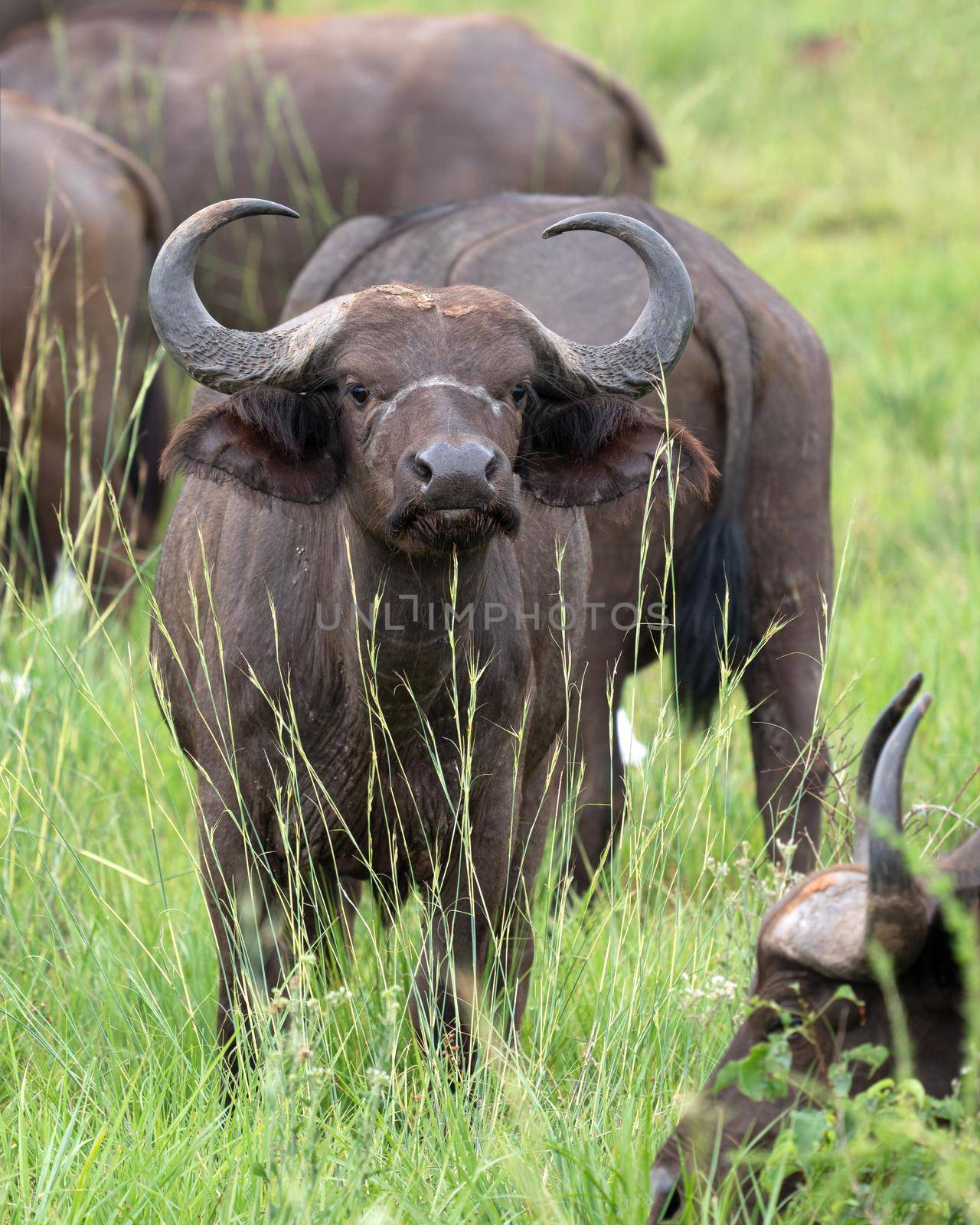 African buffalo (Syncerus caffer), National Parks of Uganda