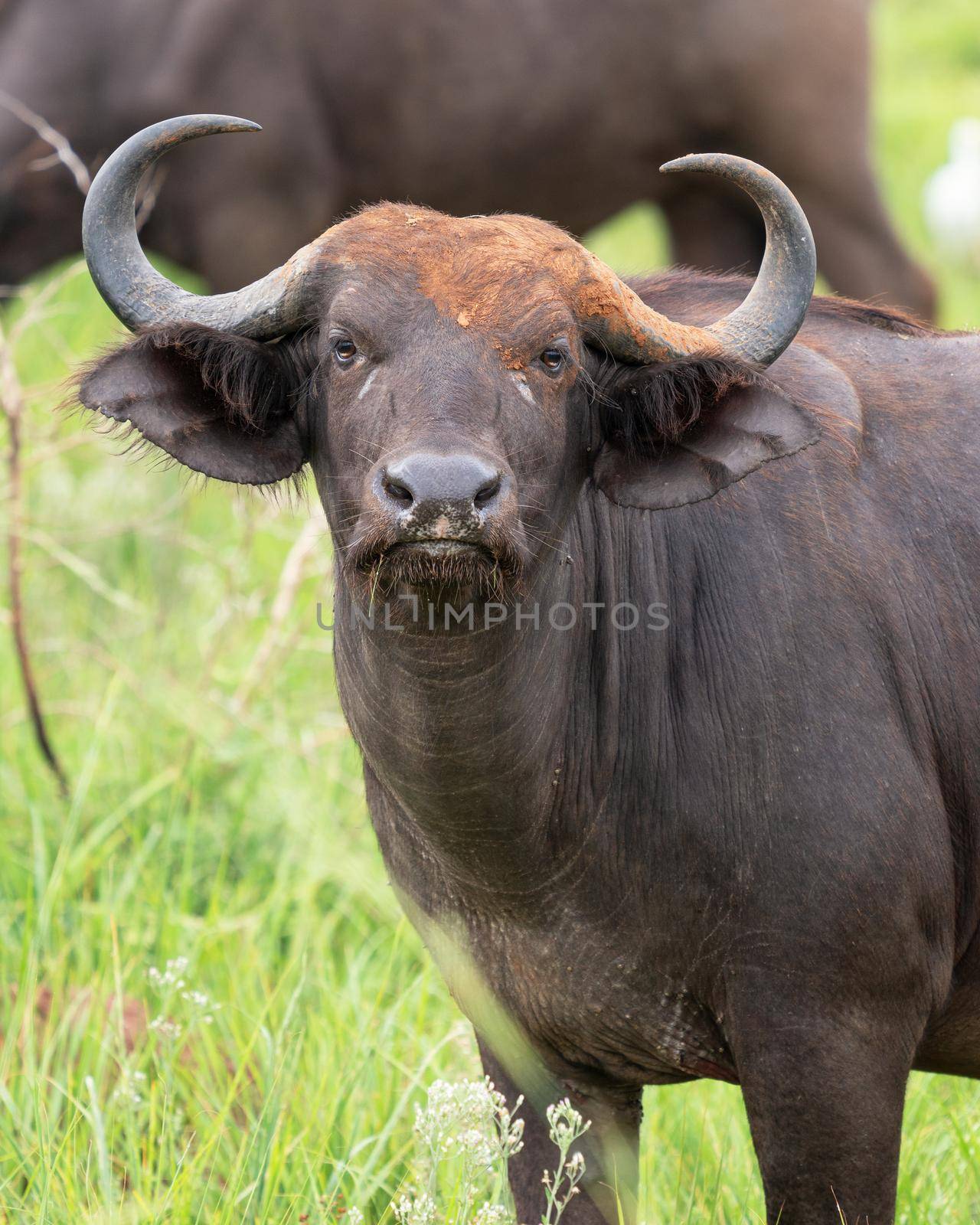 African buffalo, Syncerus caffer by alfotokunst