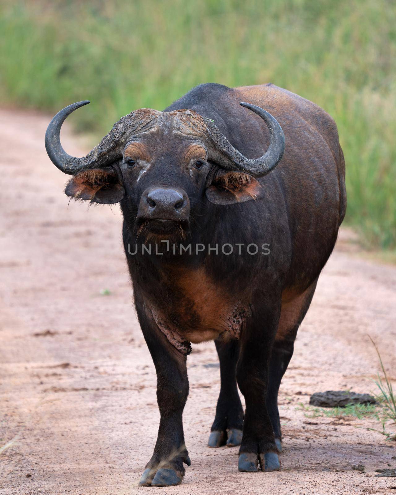 African buffalo, Syncerus caffer by alfotokunst