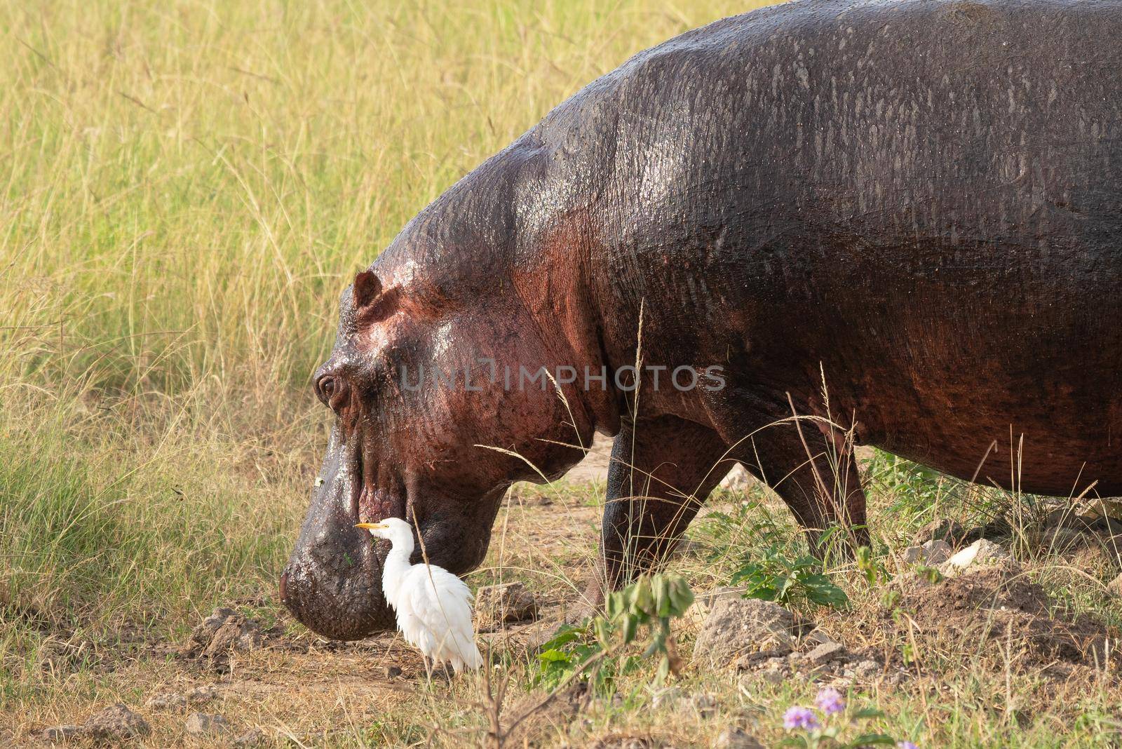 Hippo (Hippopotamus amphibius), Queen Elizabeth National Park, Uganda