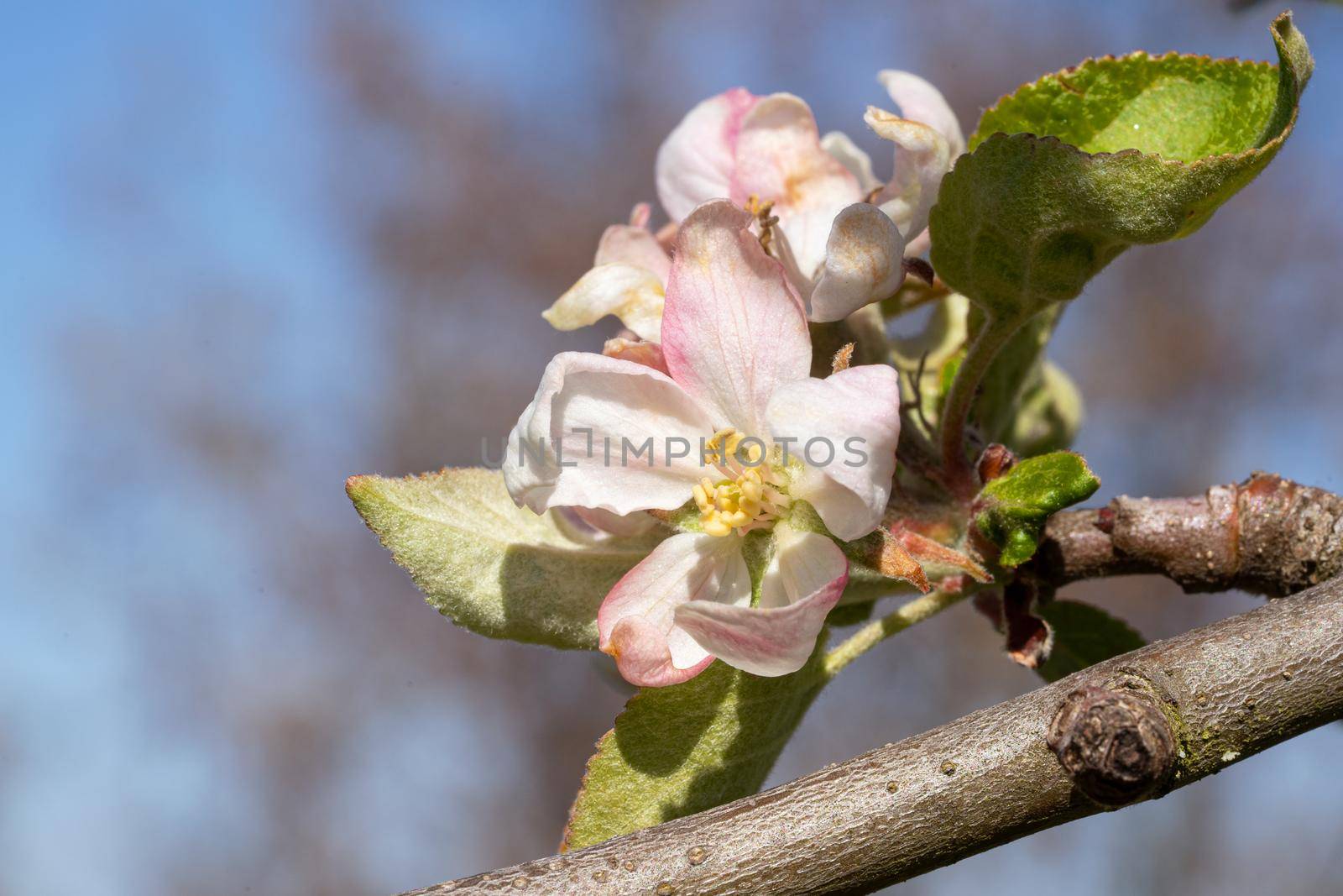 Apple tree (Malus domestica), blossoms of springtime