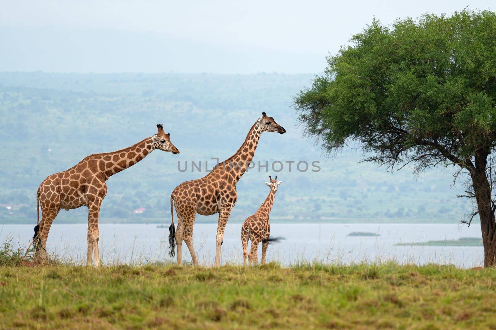 Baringo Giraffe (Giraffa camelopardalis), National Parks of Uganda