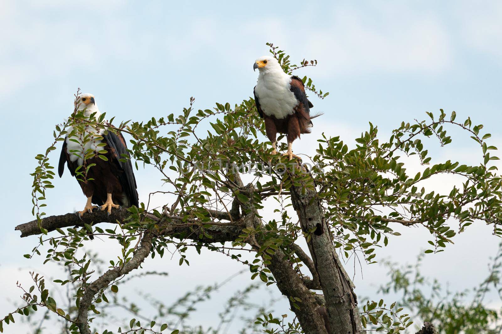 Close up image of African fish eagle (Haliaeetus vocifer), Kazinga Channel, Uganda