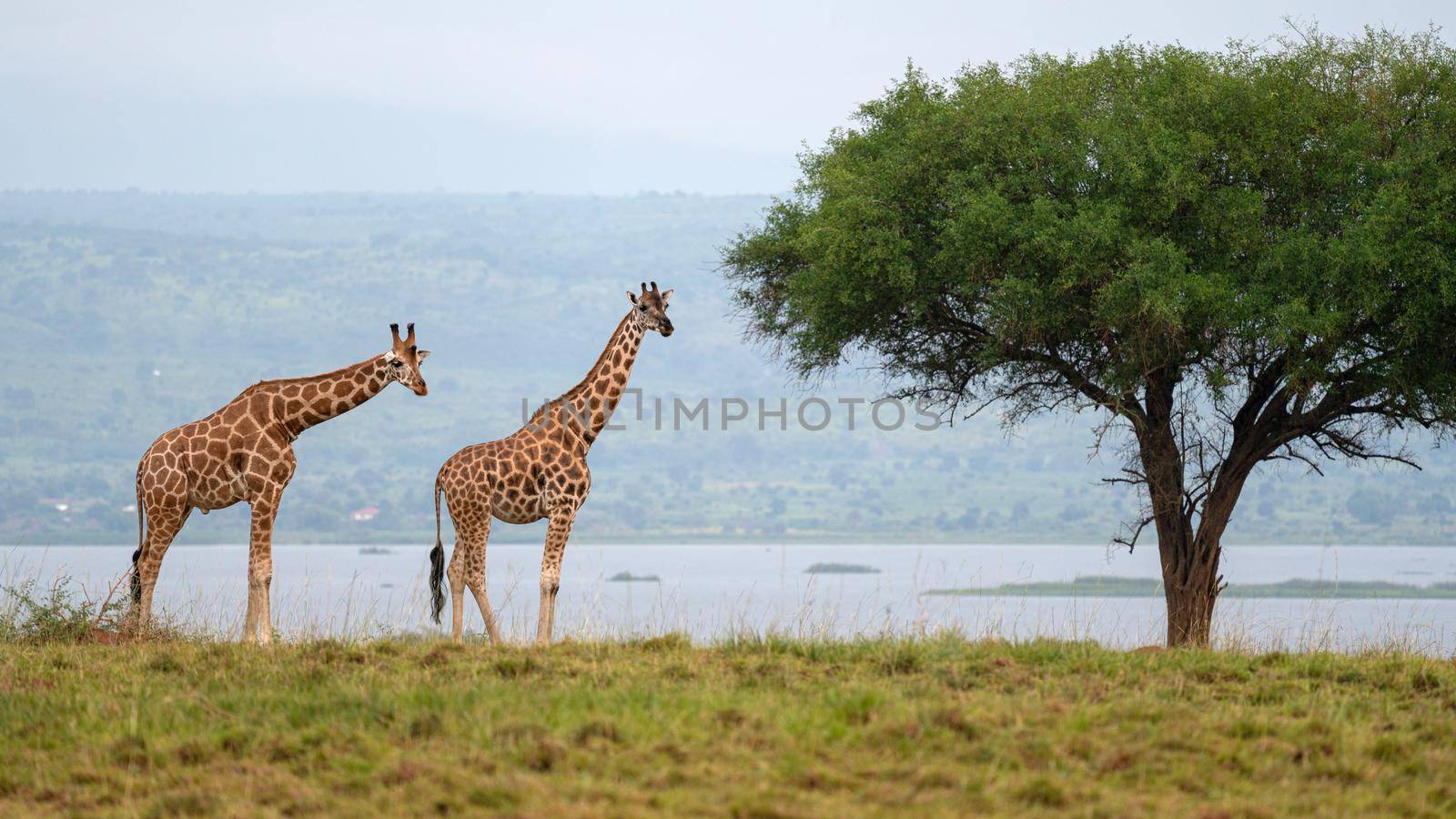 Baringo Giraffe (Giraffa camelopardalis), National Parks of Uganda