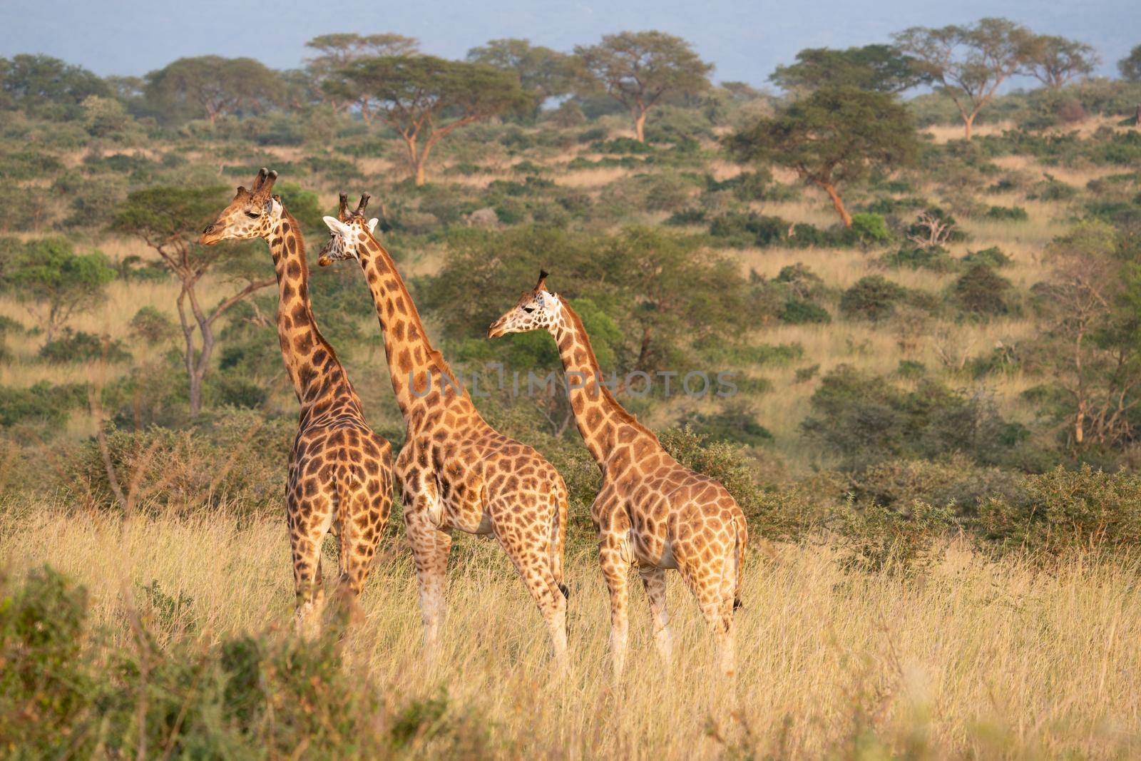 Baringo Giraffe (Giraffa camelopardalis), Murchison Falls National Park, Uganda