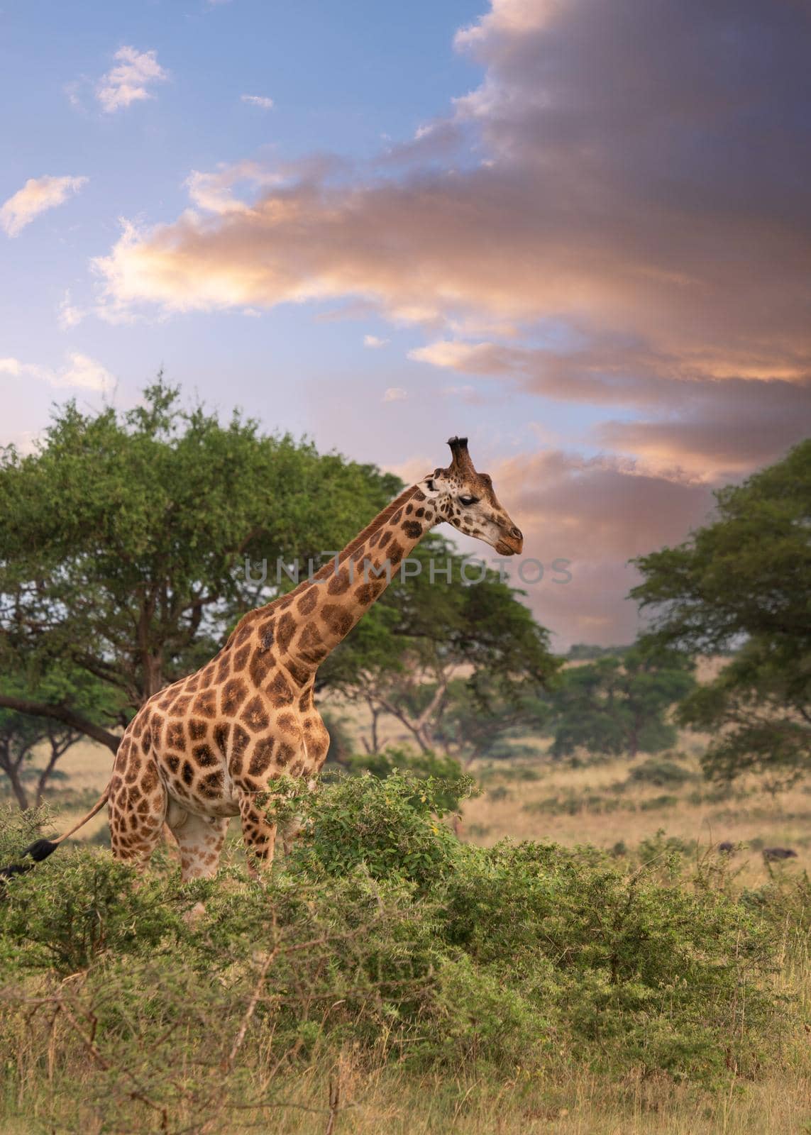 Baringo Giraffe, Giraffa camelopardalis by alfotokunst