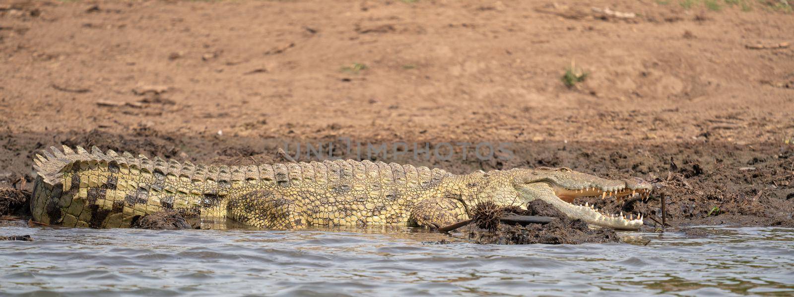 Nile Crocodile (Crocodylus niloticus), photo was taken on Kazinga Channel, Uganda