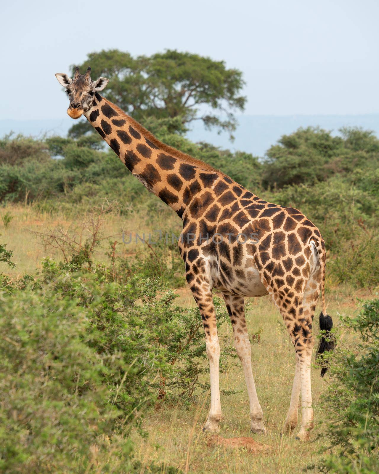 Baringo Giraffe, Giraffa camelopardalis by alfotokunst