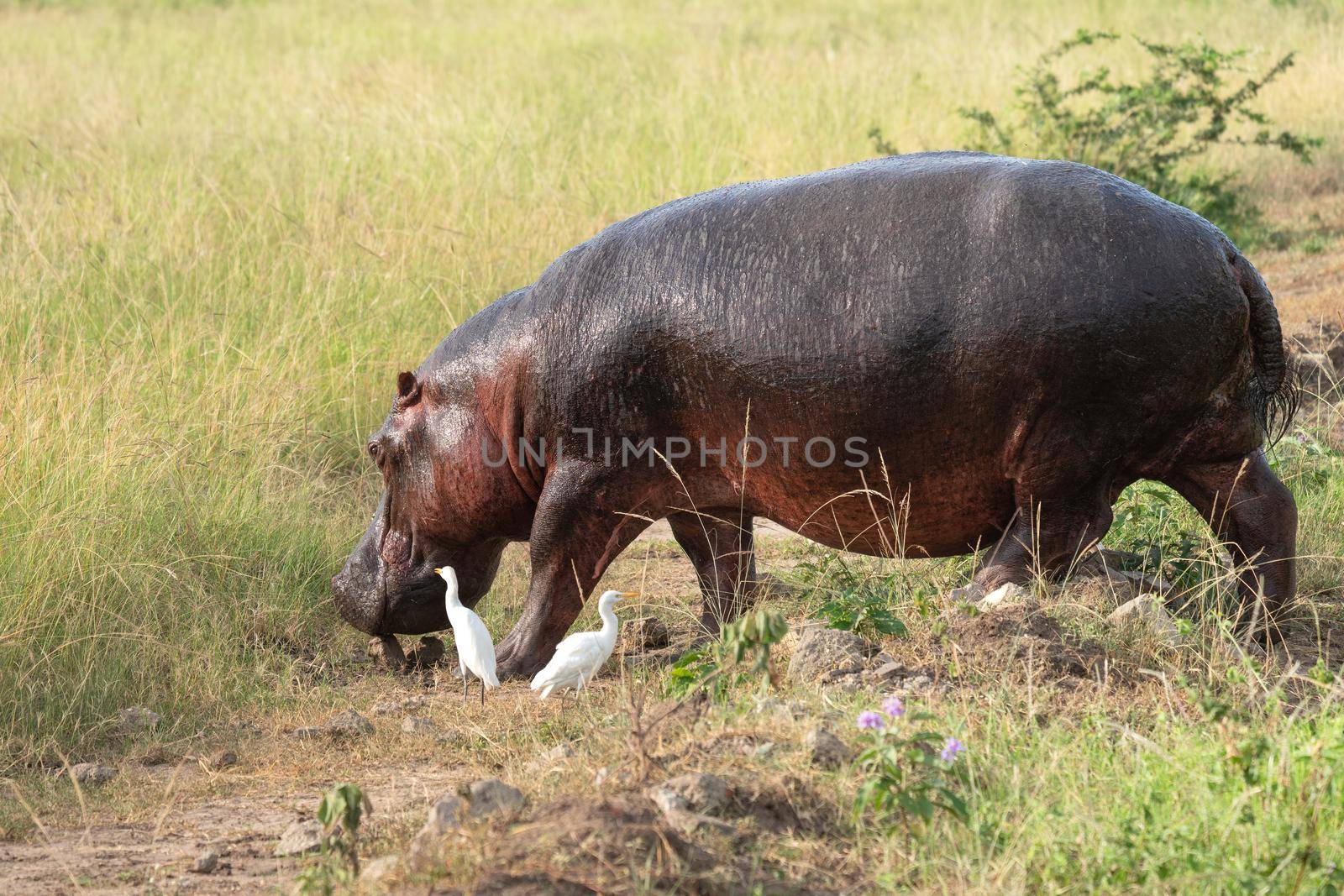 Hippo (Hippopotamus amphibius), Queen Elizabeth National Park, Uganda