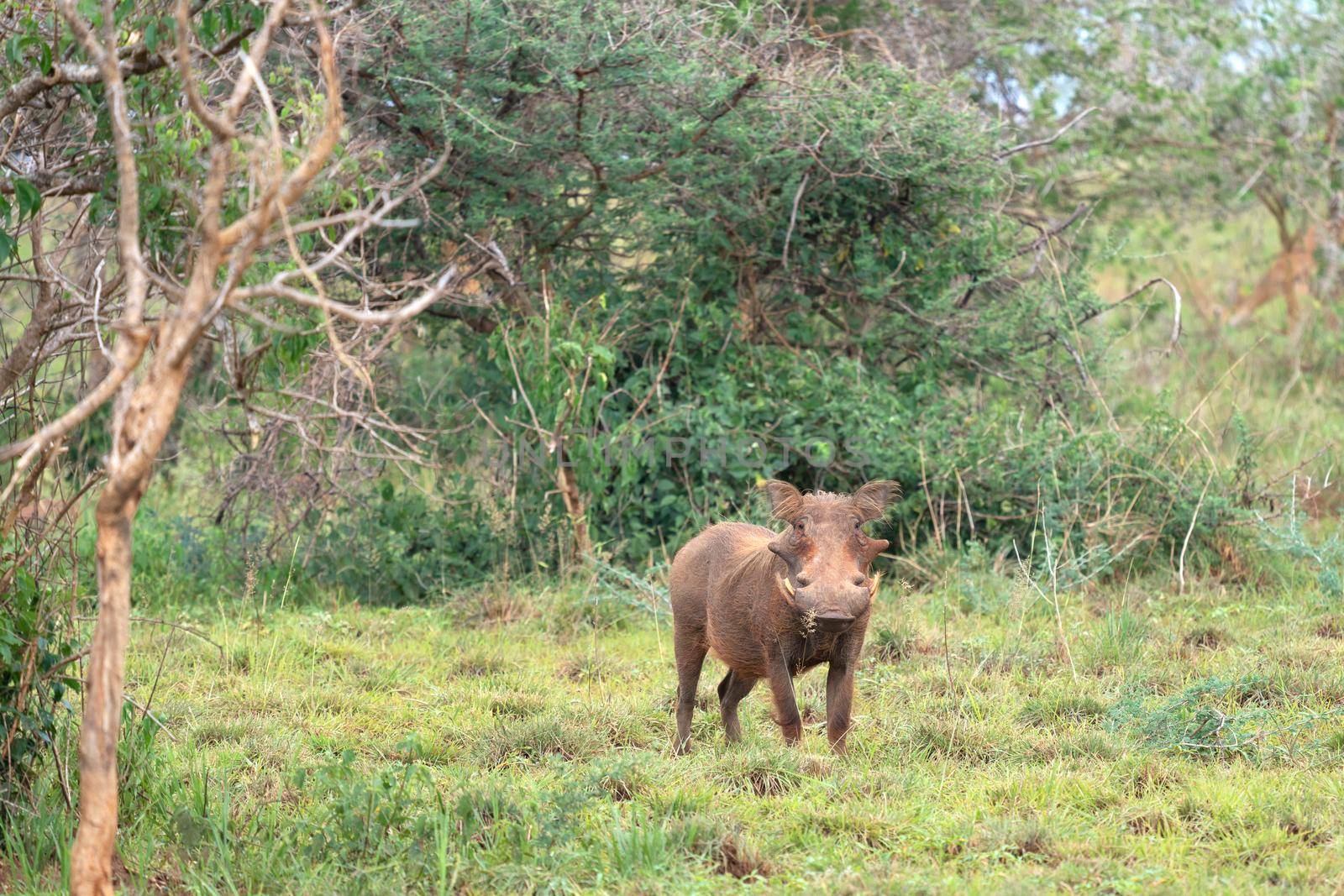 Warthog (Phacochoerus africanus), National Parks of Uganda