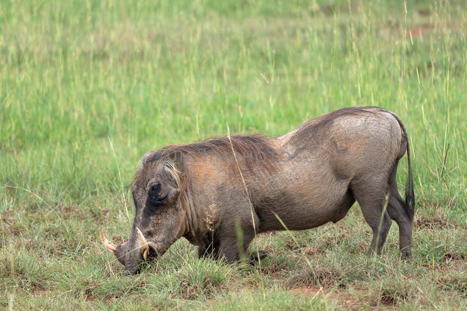 Warthog (Phacochoerus africanus), National Parks of Uganda