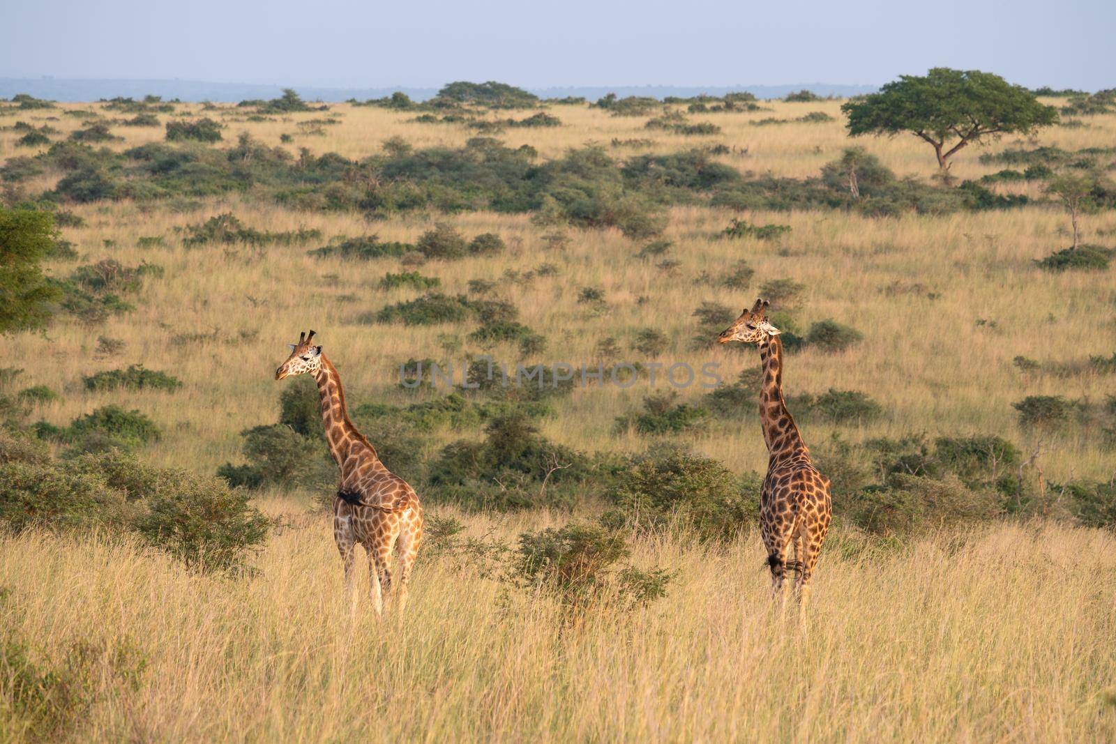 Baringo Giraffe (Giraffa camelopardalis), Murchison Falls National Park, Uganda
