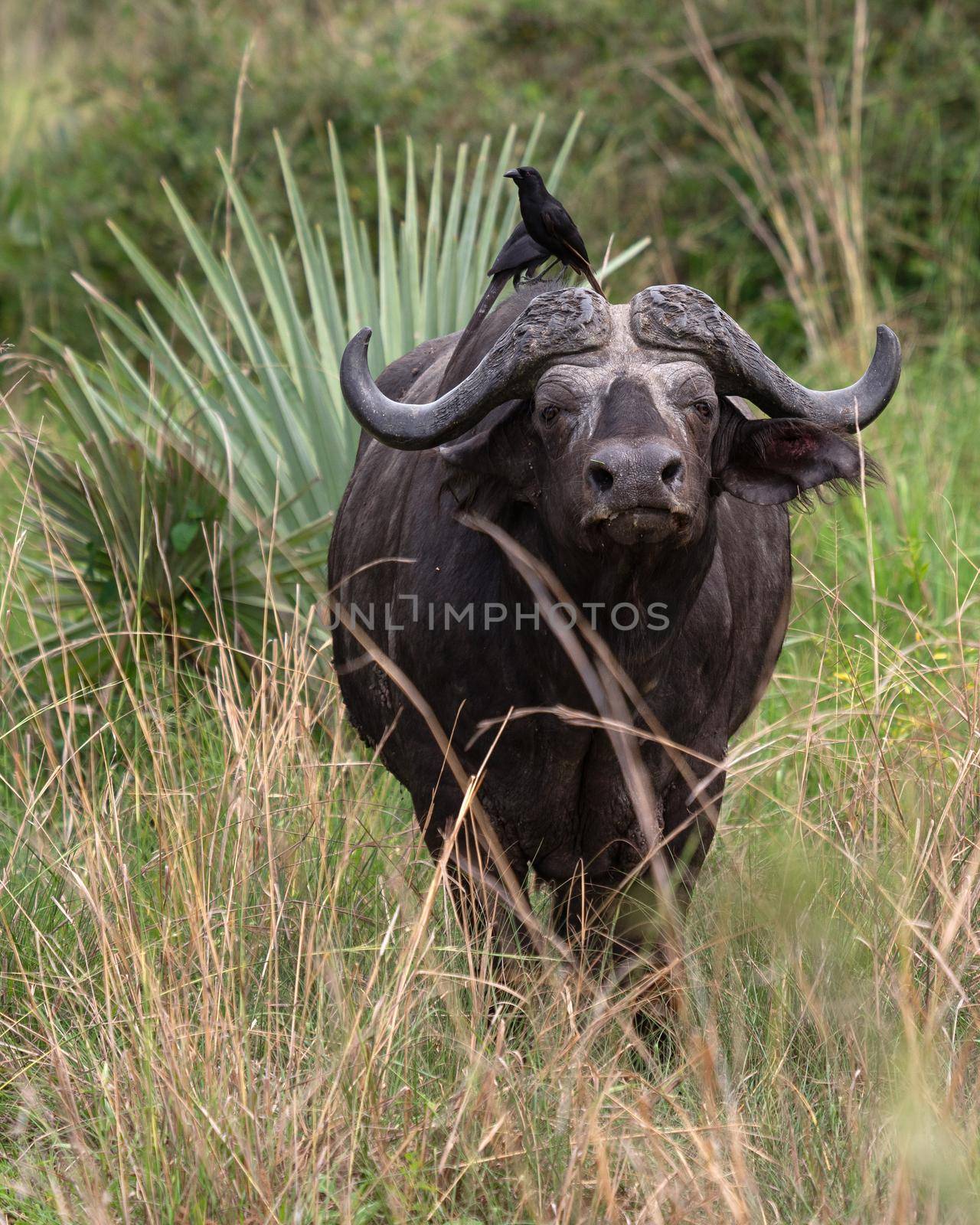 African buffalo, Syncerus caffer by alfotokunst