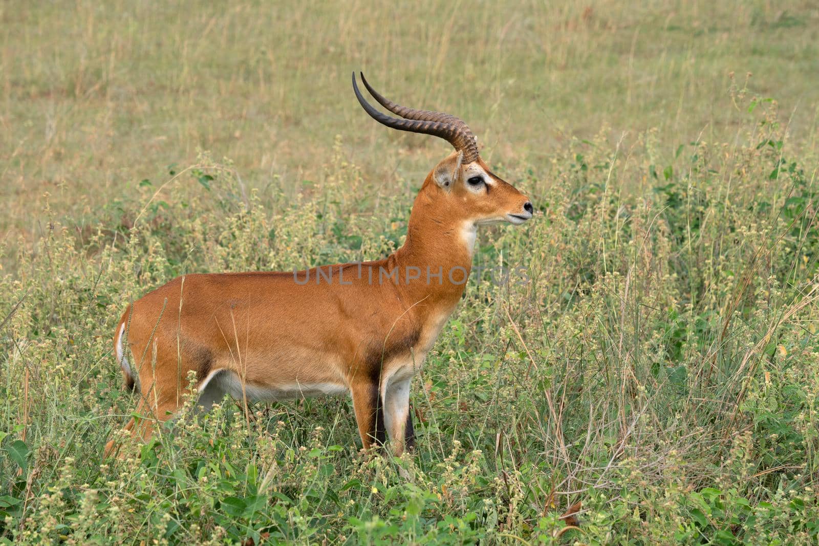 Uganda Kob (Kobus thomasi), National Parks of Uganda