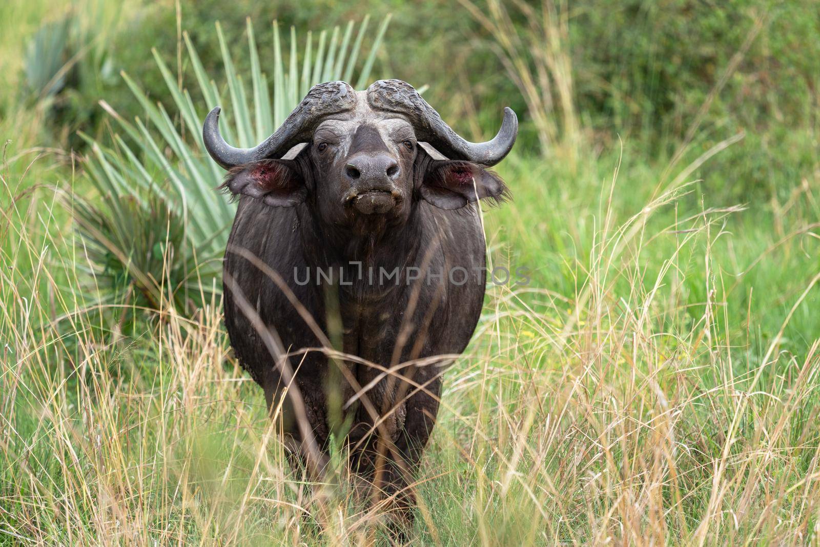 African buffalo (Syncerus caffer), National Parks of Uganda