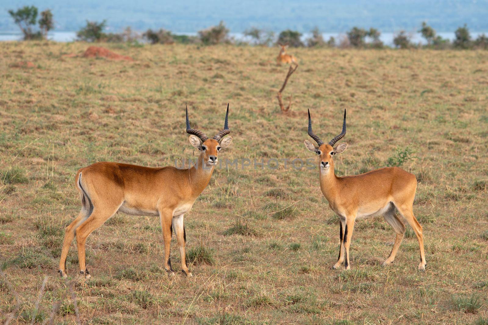 Uganda Kob (Kobus thomasi), National Parks of Uganda