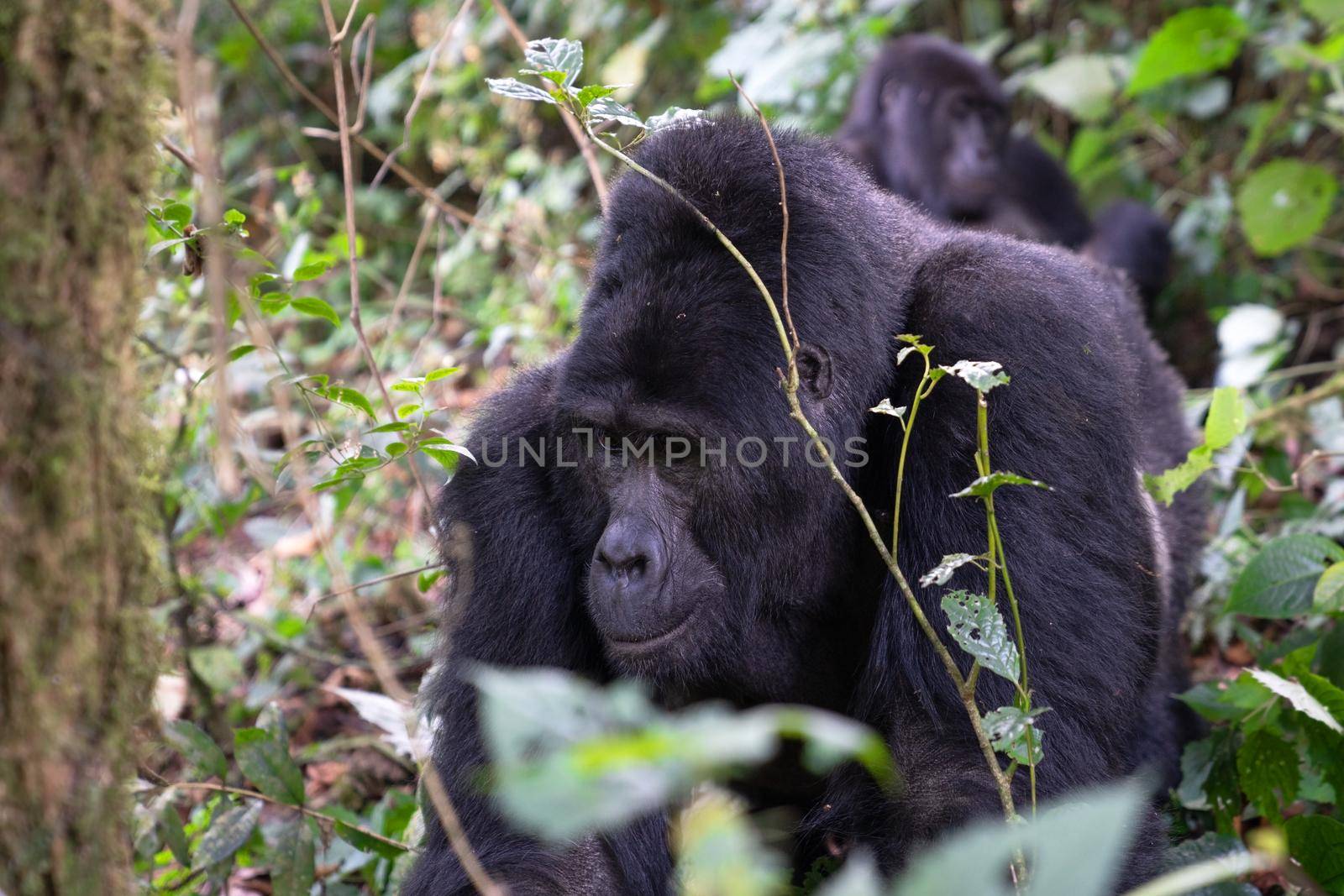 Close up image of gorilla within the forest of the Bwindi National Park, Uganda, Africa