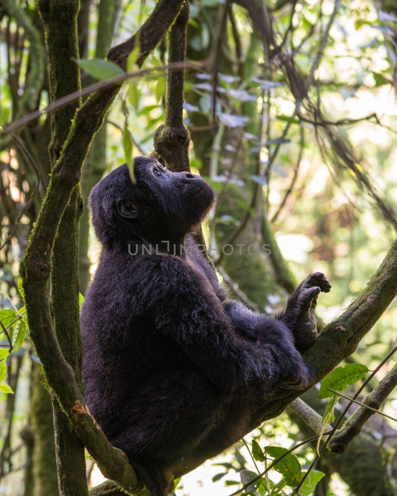 Close up image of gorilla within the forest of the Bwindi National Park, Uganda, Africa