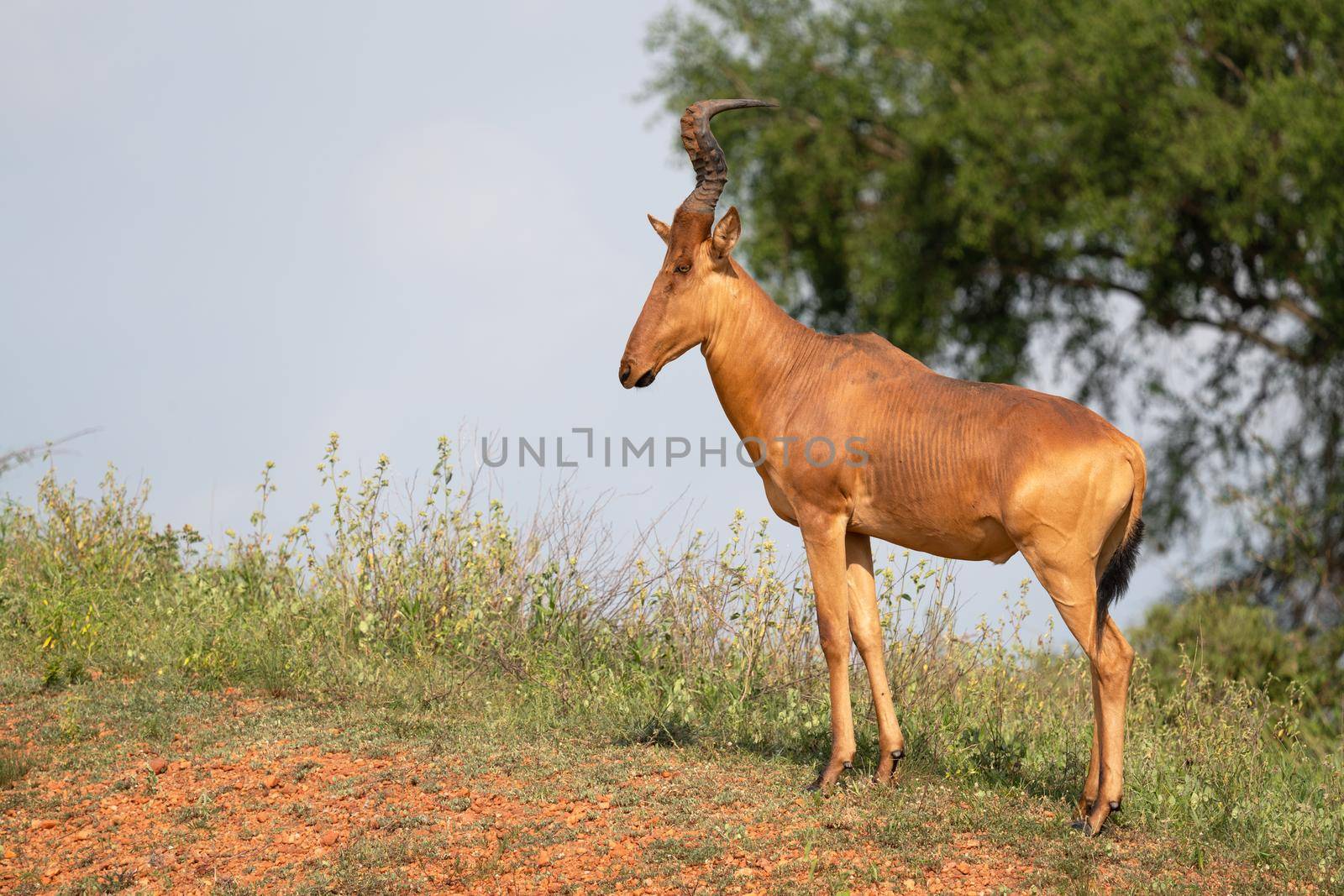 Hartebeest (Alcelaphus lelwel), Murchison Falls National Park, Uganda