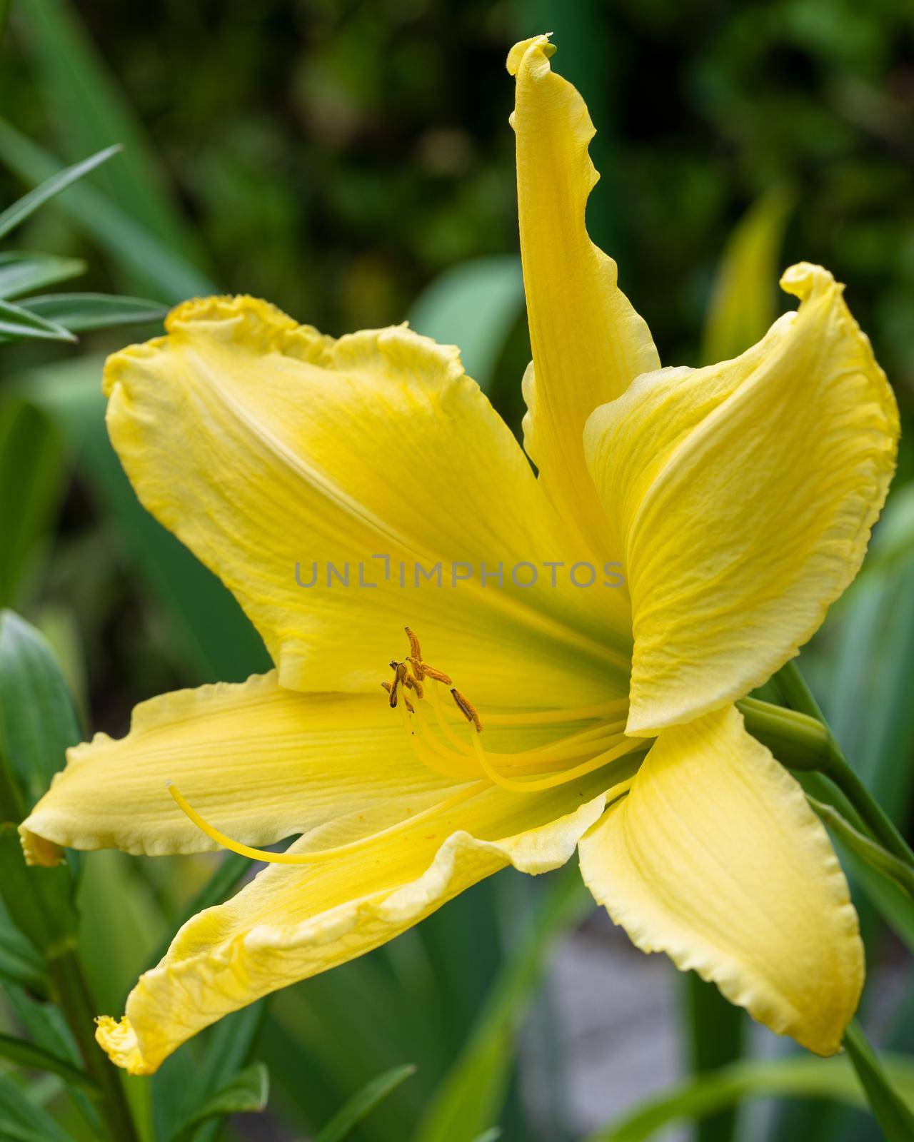 Day lily (Hemerocallis), close up of the flower head