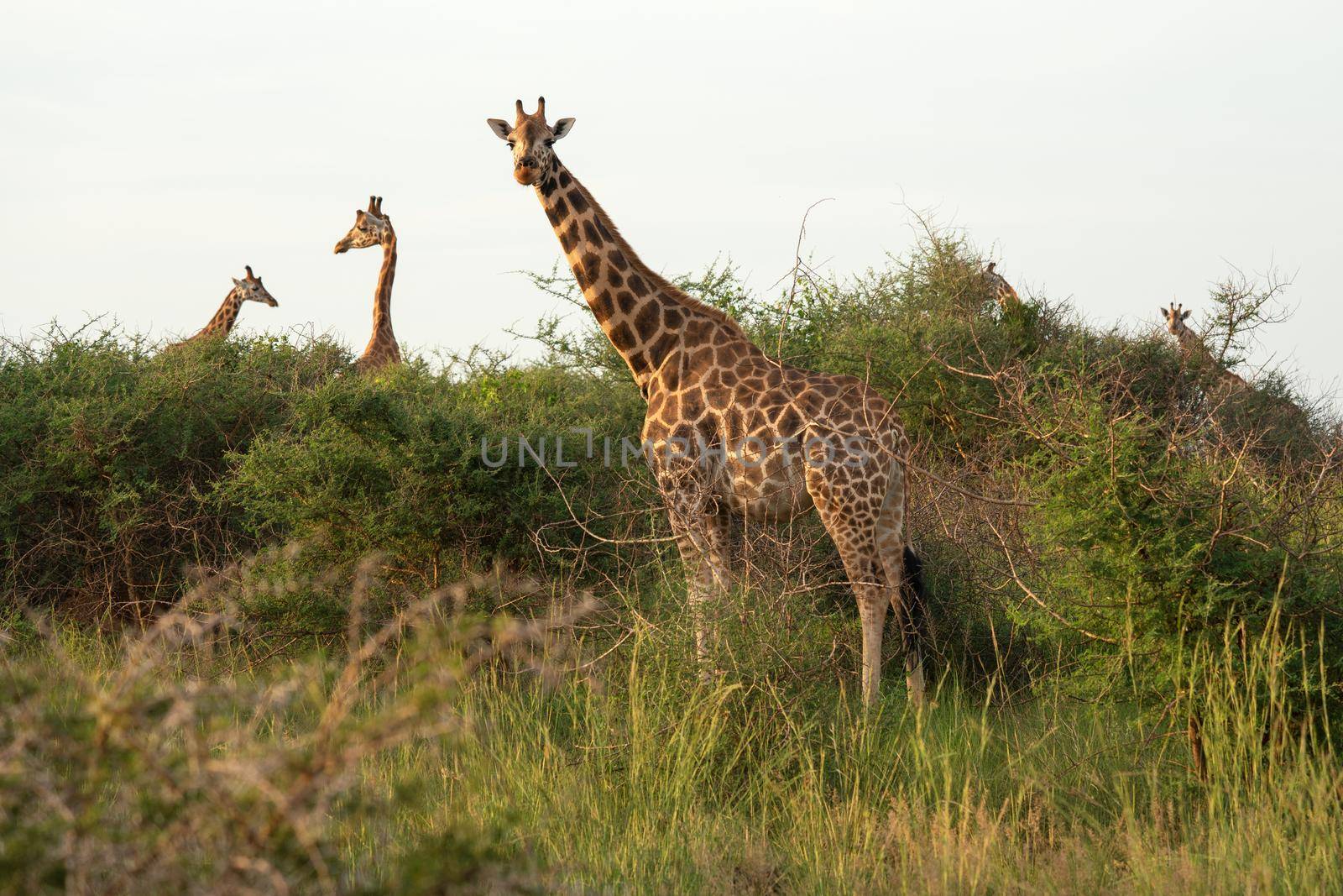 Baringo Giraffe (Giraffa camelopardalis), Murchison Falls National Park, Uganda
