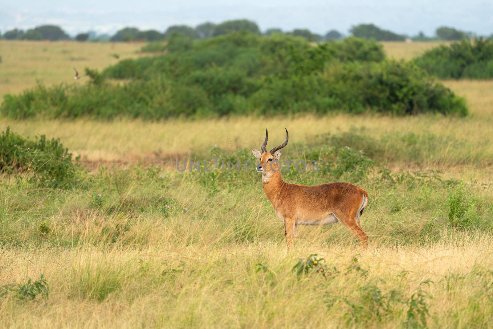Uganda Kob (Kobus thomasi), National Parks of Uganda