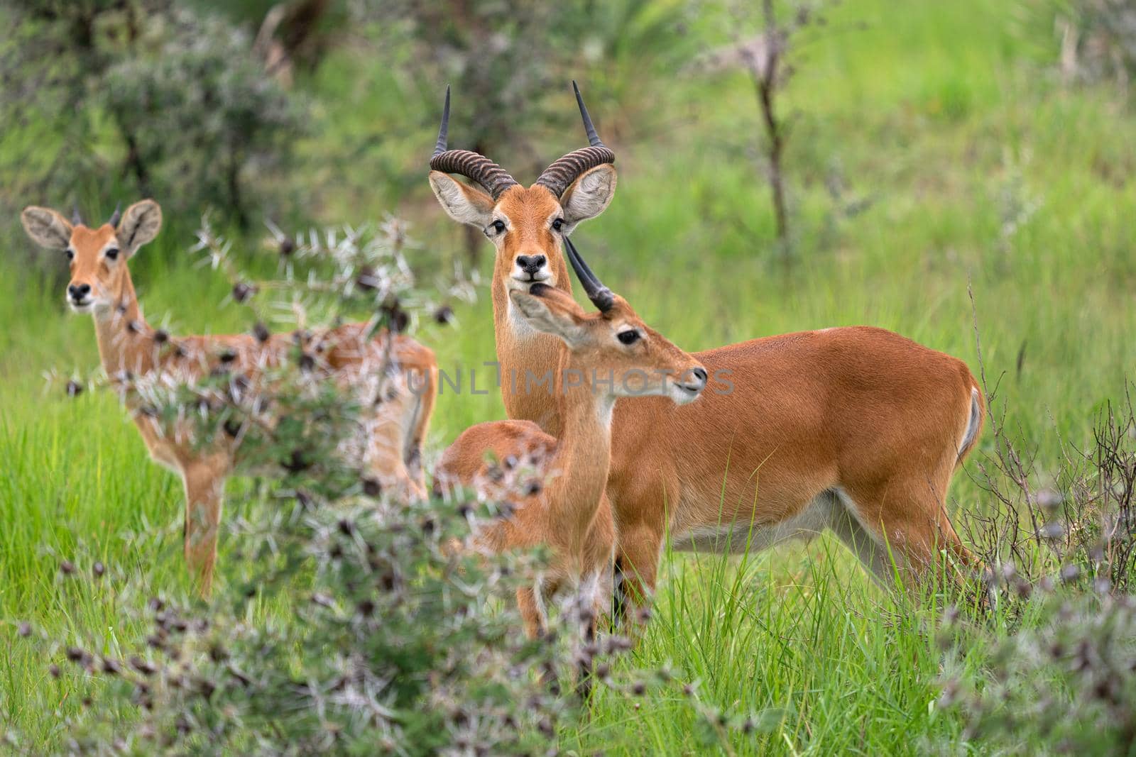 Uganda Kob (Kobus thomasi), National Parks of Uganda