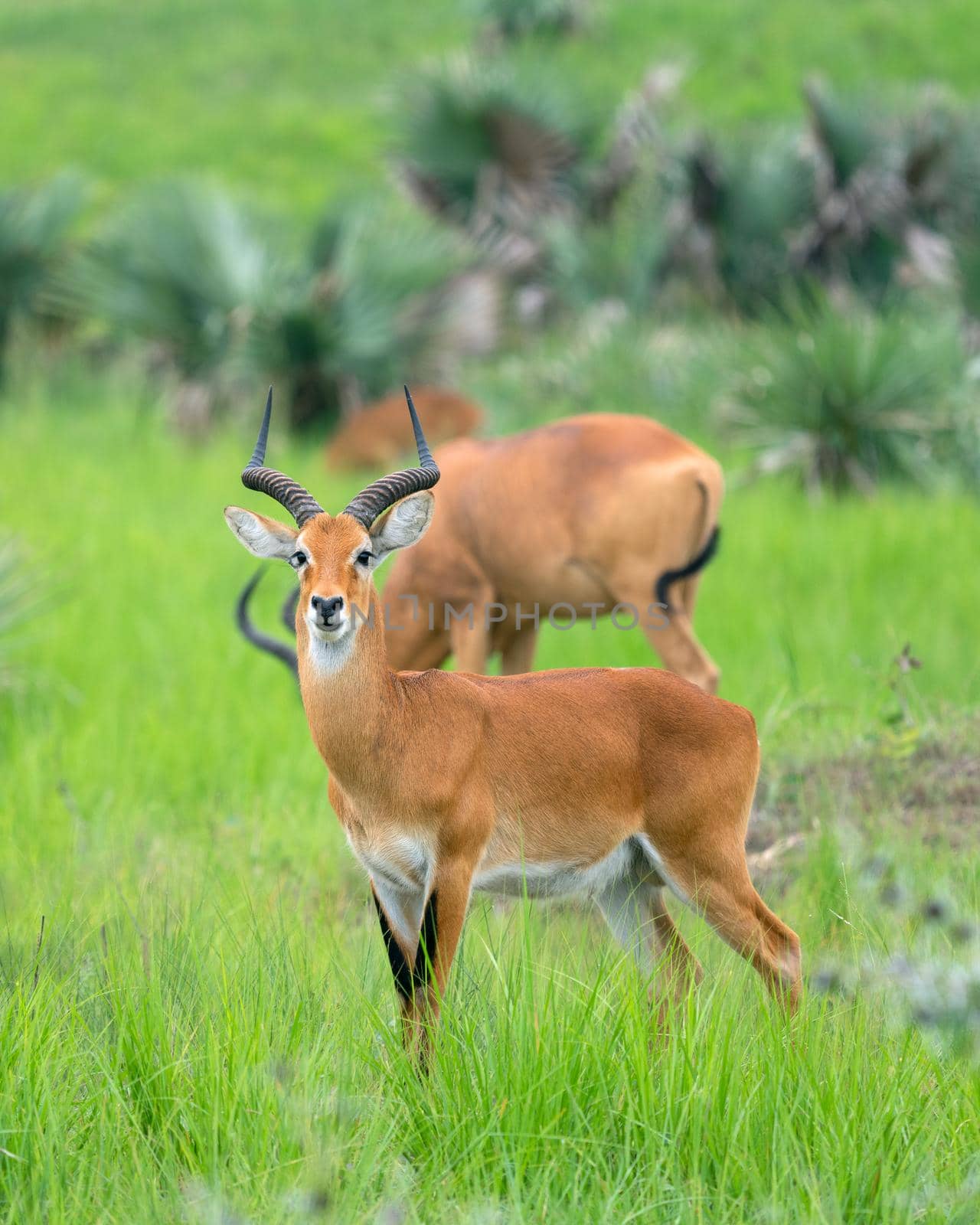 Uganda Kob (Kobus thomasi), National Parks of Uganda