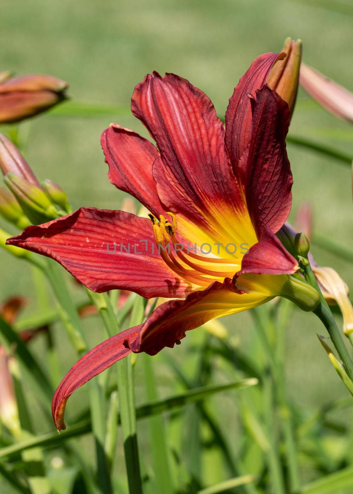 Day lily (Hemerocallis), close up of the flower head